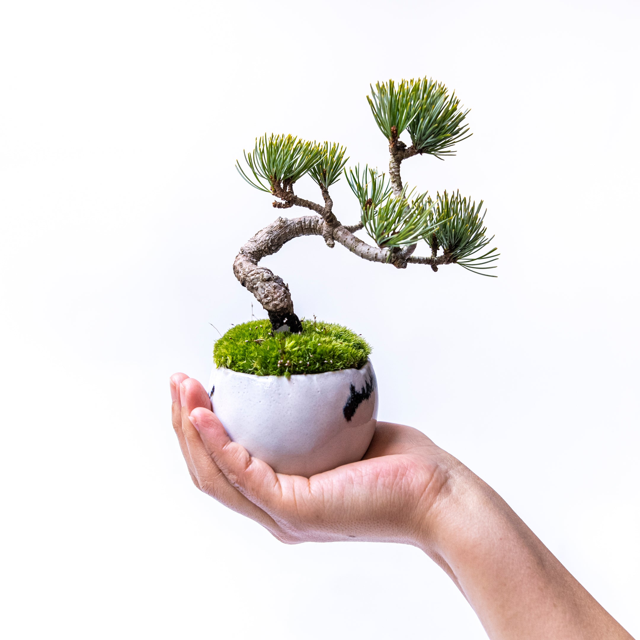 【受注販売】四季と盆栽〈冬〉 | 五葉松