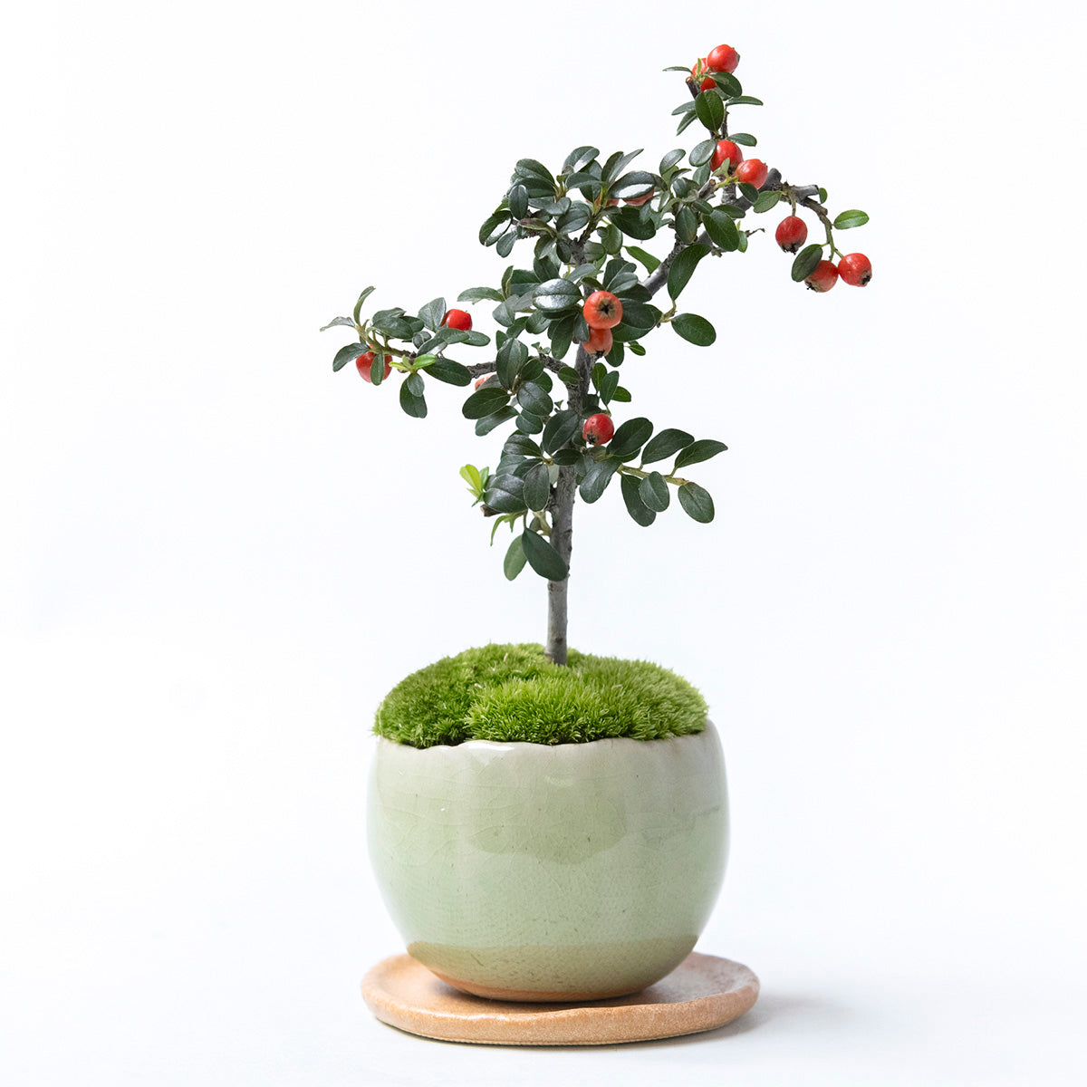 【受注販売】四季と盆栽〈冬〉 | カマツカコケモモ