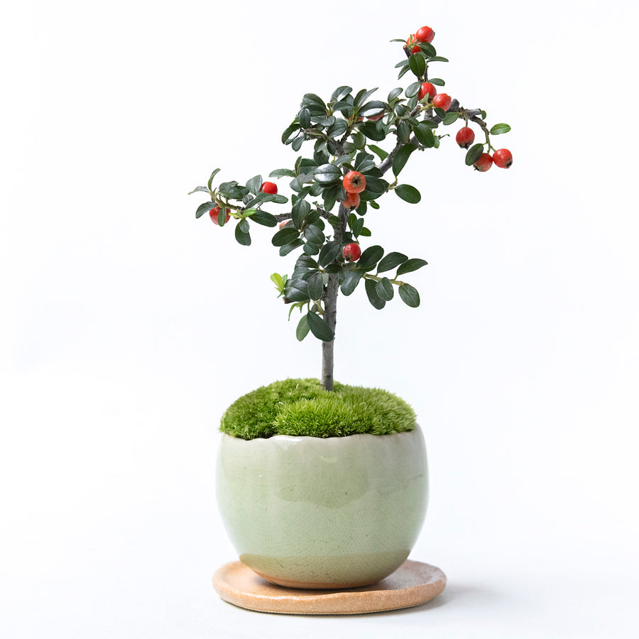 【受注販売】四季と盆栽〈冬〉 | カマツカコケモモ
