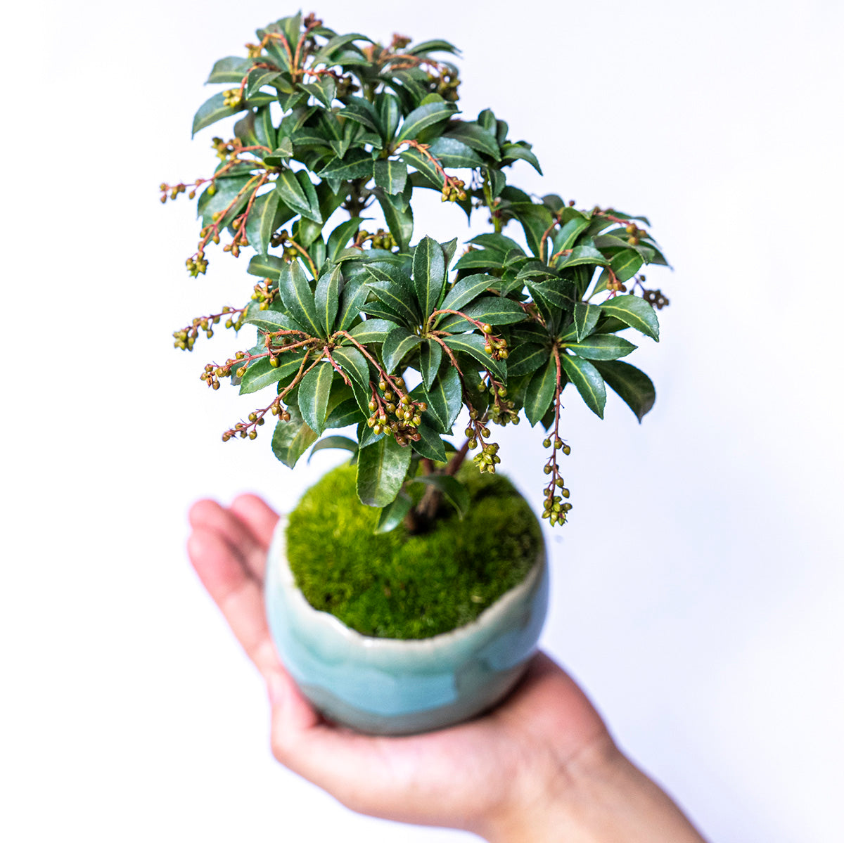 【受注販売】四季と盆栽〈冬〉 | アセビ