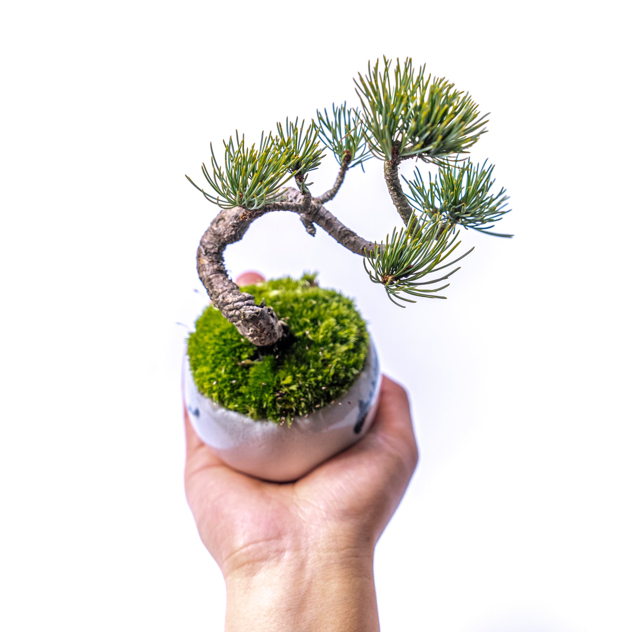 【受注販売】四季と盆栽〈冬〉 | 五葉松