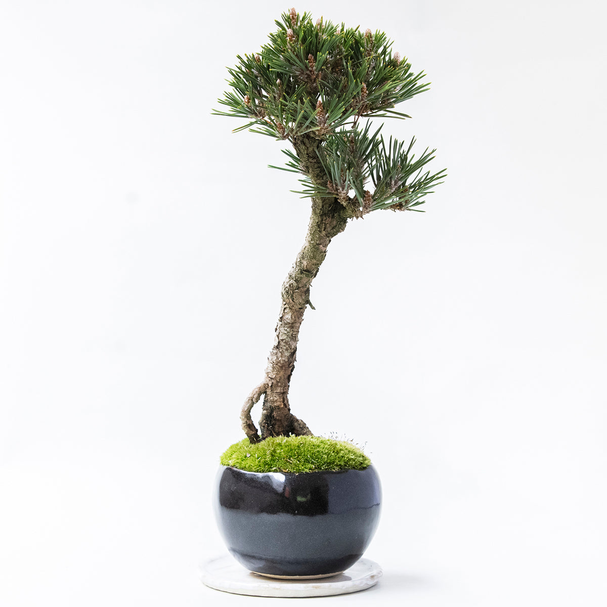 【受注販売】四季と盆栽〈冬〉 | 千寿丸