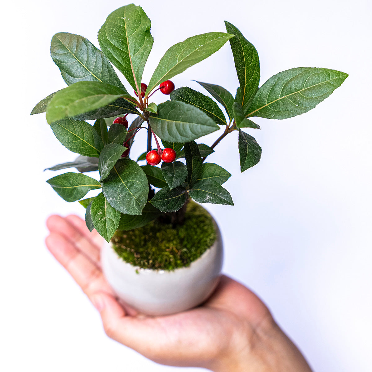 【受注販売】四季と盆栽〈冬〉 | ヤブコウジ(十両)