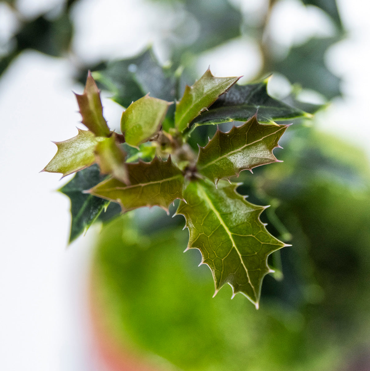 【受注販売】四季と盆栽〈冬〉 | ヒイラギ