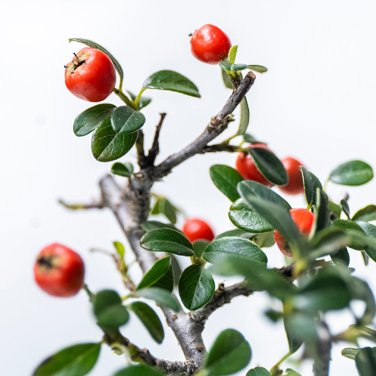 【受注販売】四季と盆栽〈冬〉 | カマツカコケモモ