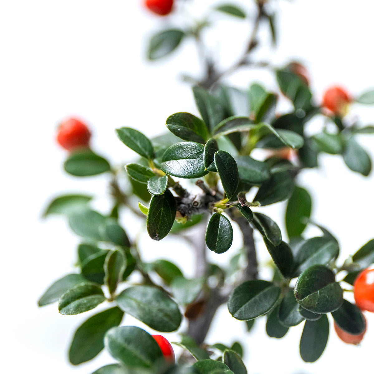 【受注販売】四季と盆栽〈冬〉 | カマツカコケモモ