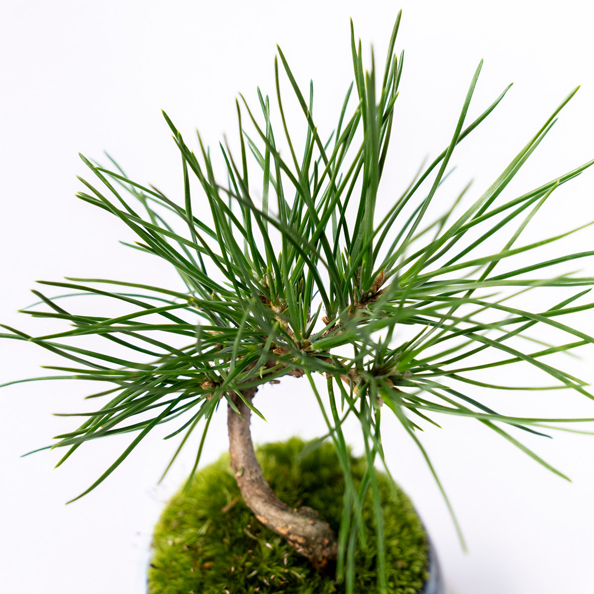 【受注販売】四季と盆栽〈冬〉 | クロマツ