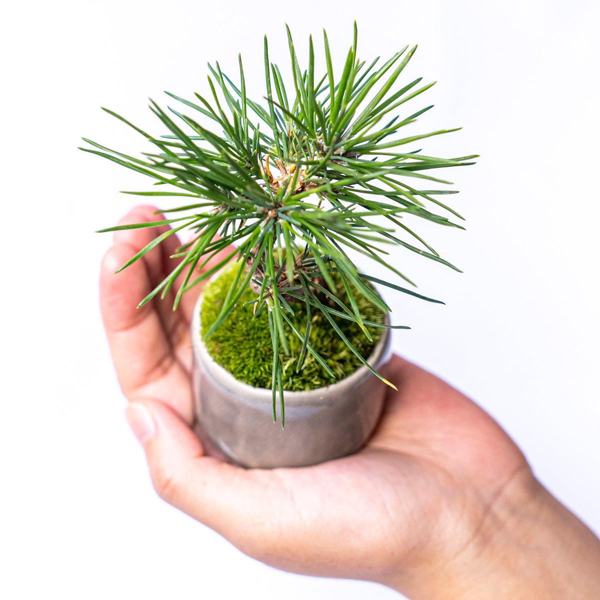 【受注販売】四季と盆栽〈冬〉 | クロマツ