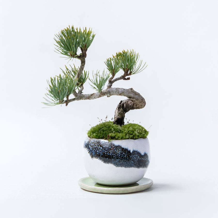 【受注販売】四季と盆栽〈冬〉 | 五葉松