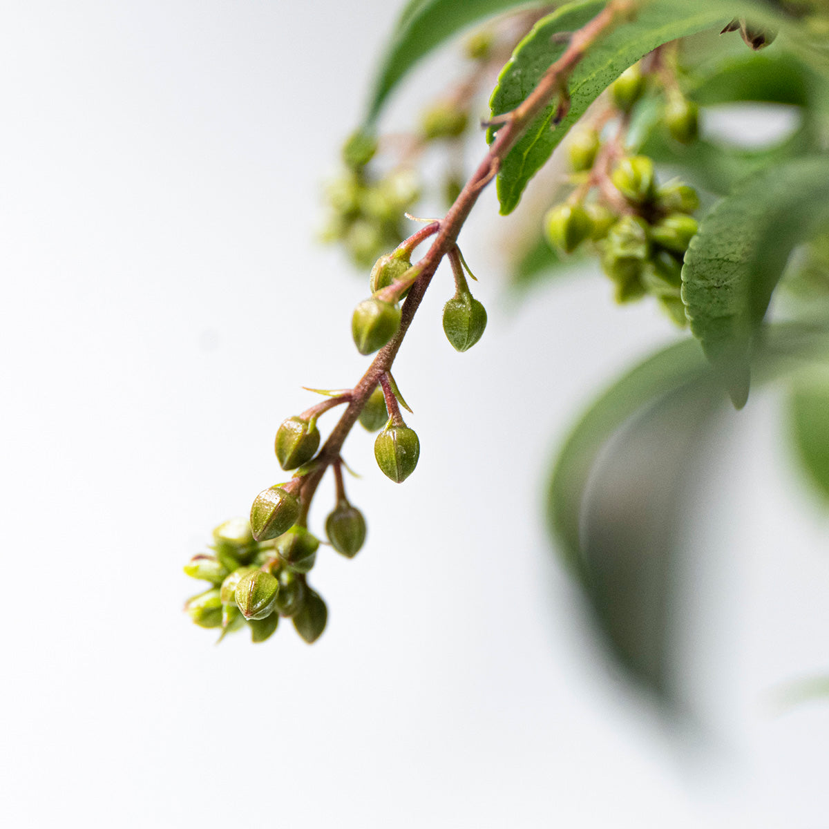 【受注販売】四季と盆栽〈冬〉 | アセビ