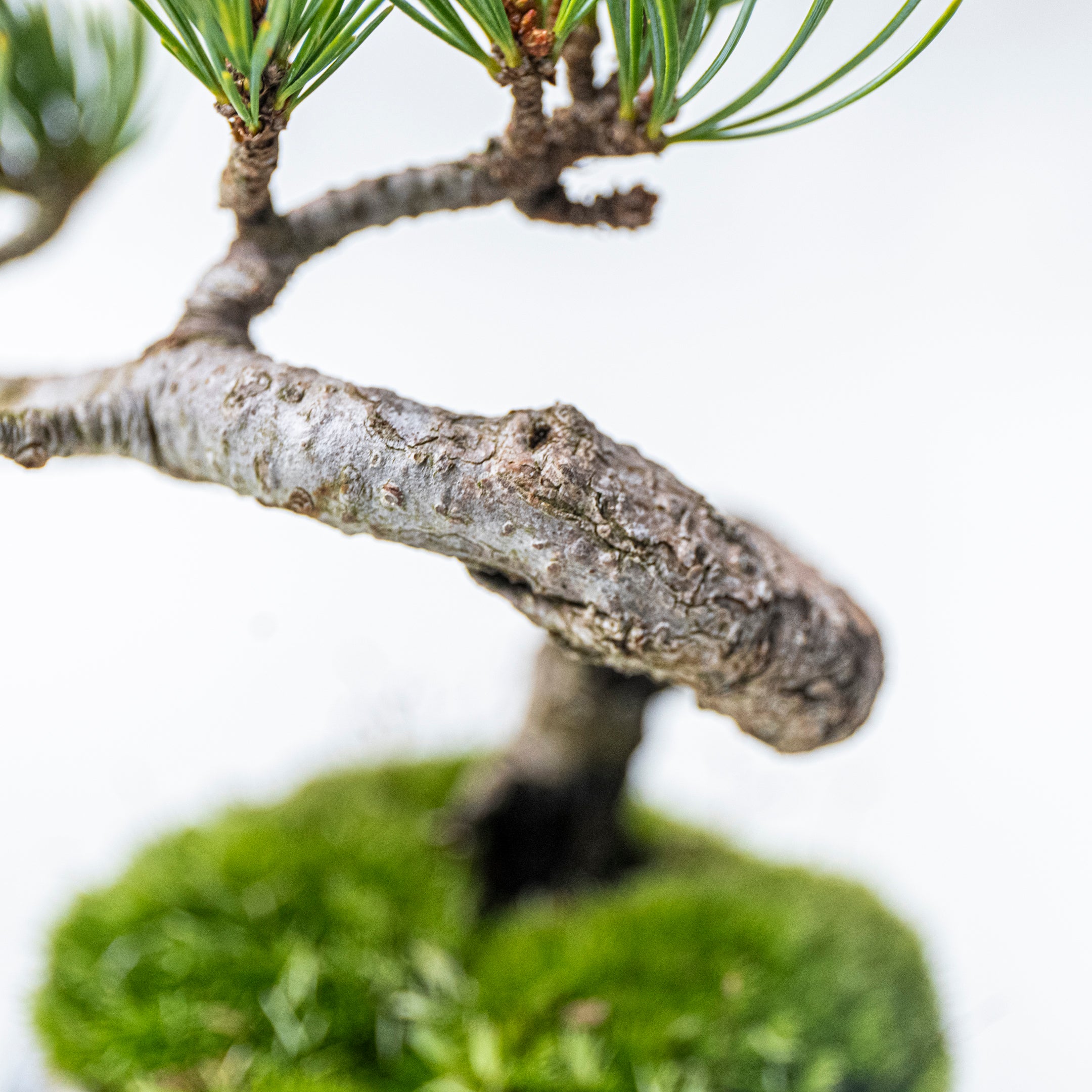 【受注販売】四季と盆栽〈冬〉 | 五葉松