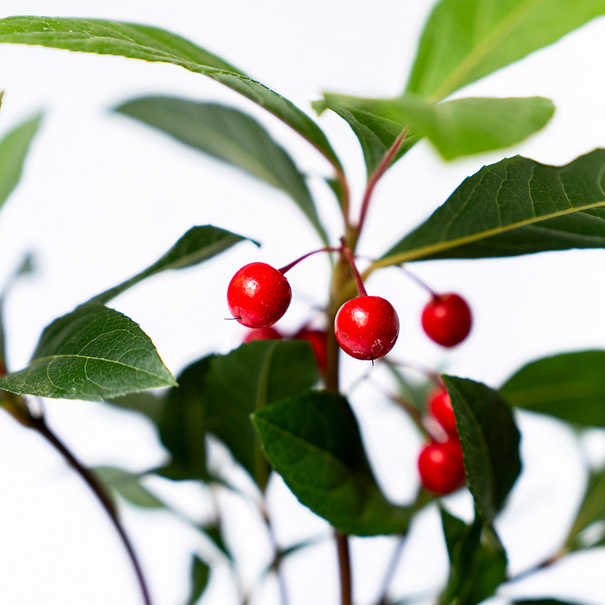 【受注販売】四季と盆栽〈冬〉 | ヤブコウジ(十両)