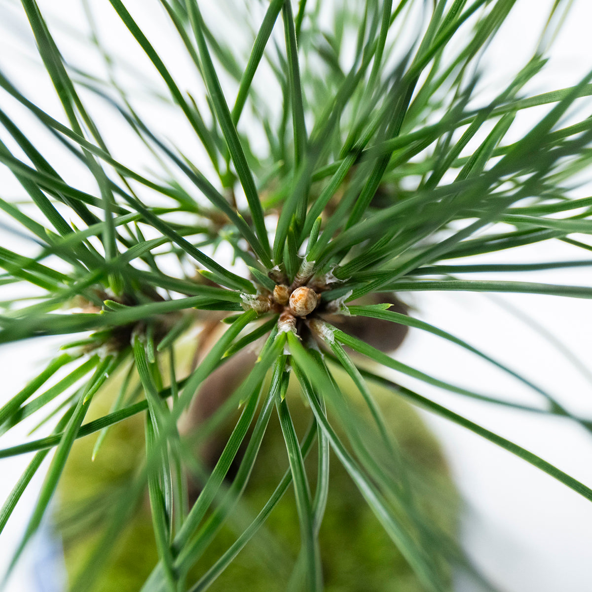 【受注販売】四季と盆栽〈冬〉 | クロマツ