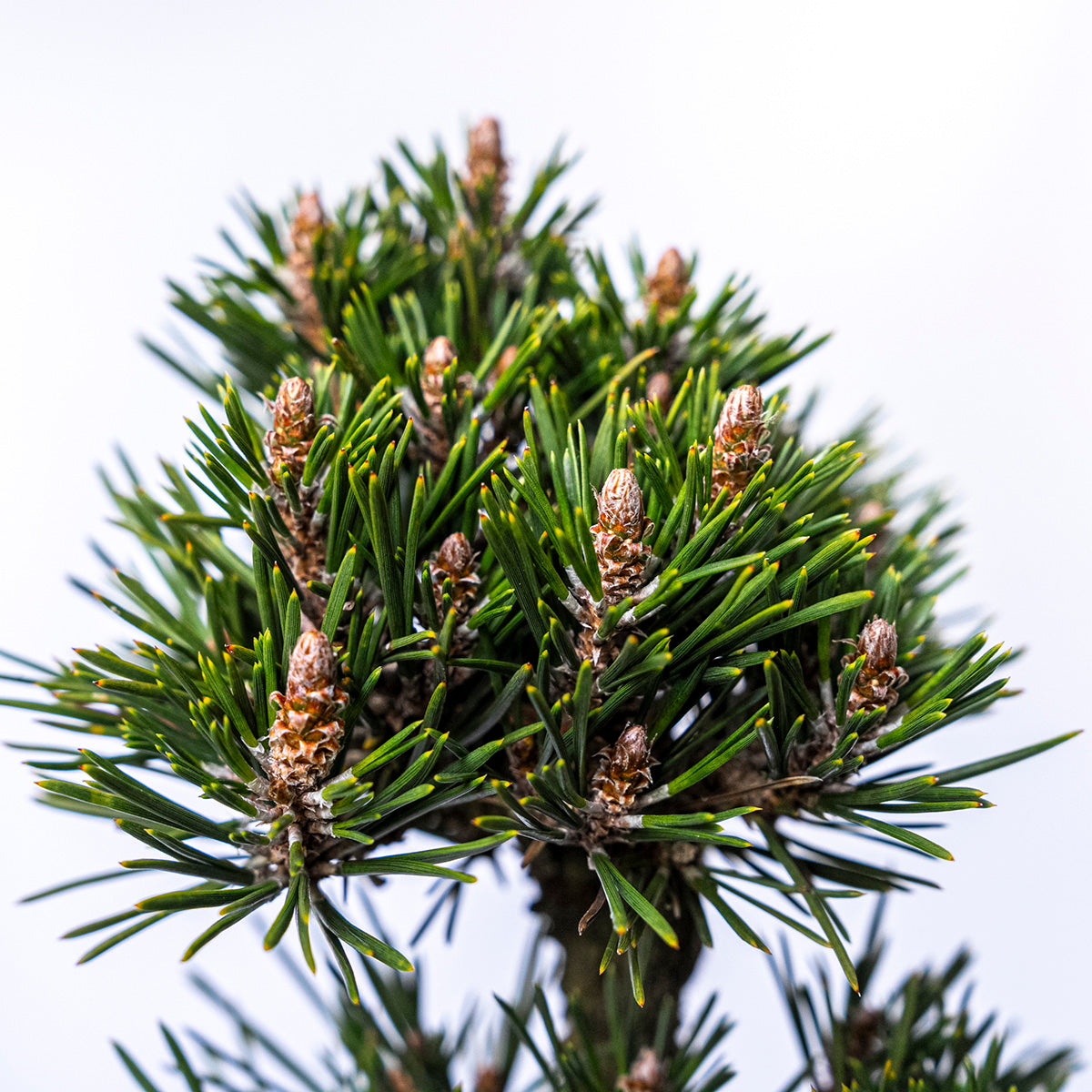 【受注販売】四季と盆栽〈冬〉 | 千寿丸