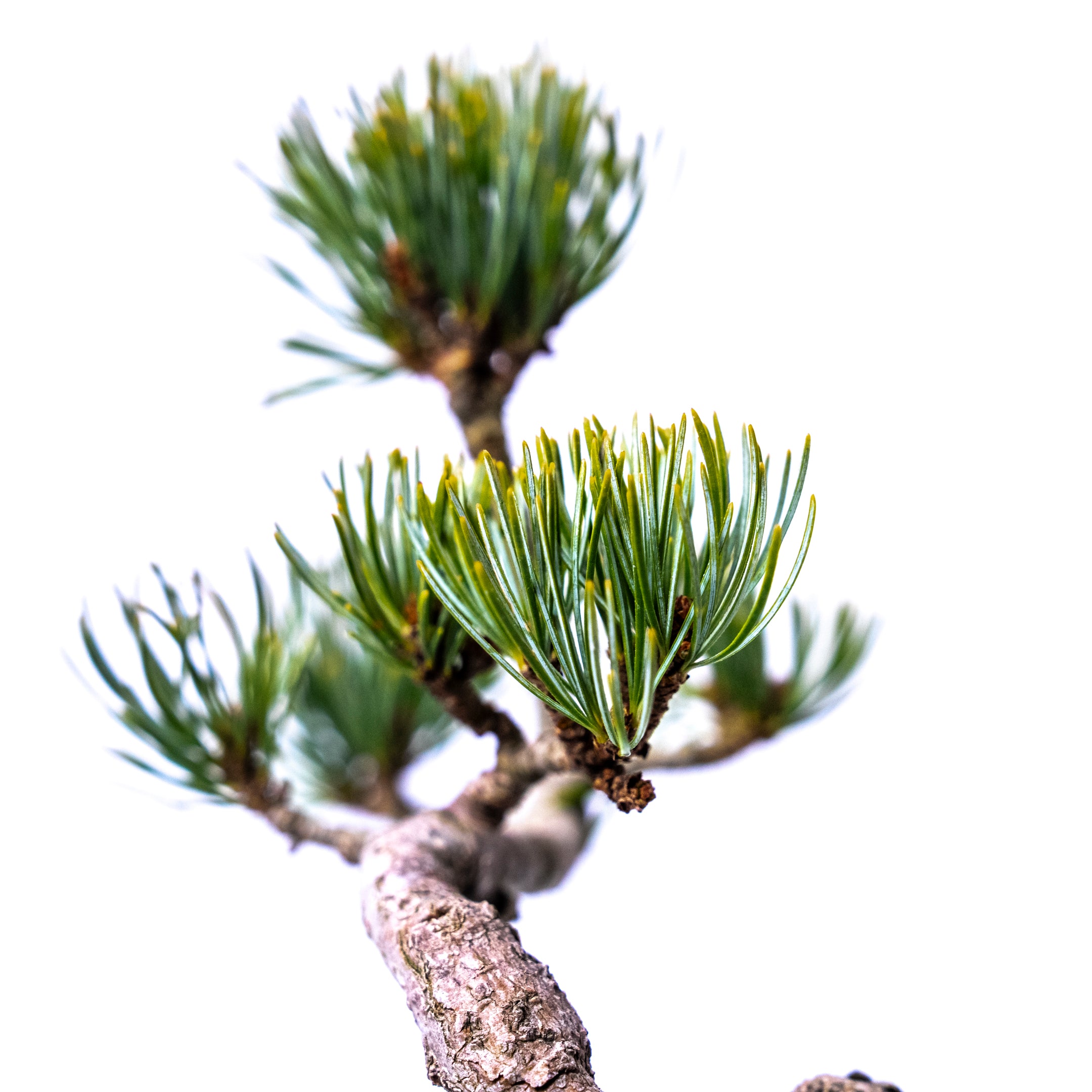 【受注販売】四季と盆栽〈冬〉 | 五葉松