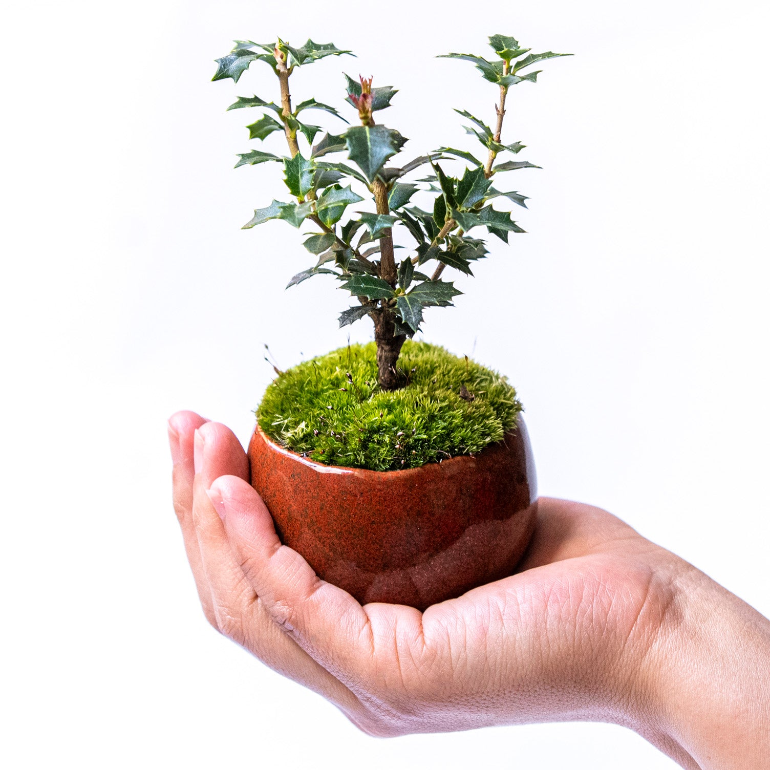 【受注販売】四季と盆栽〈冬〉 | ヒイラギ