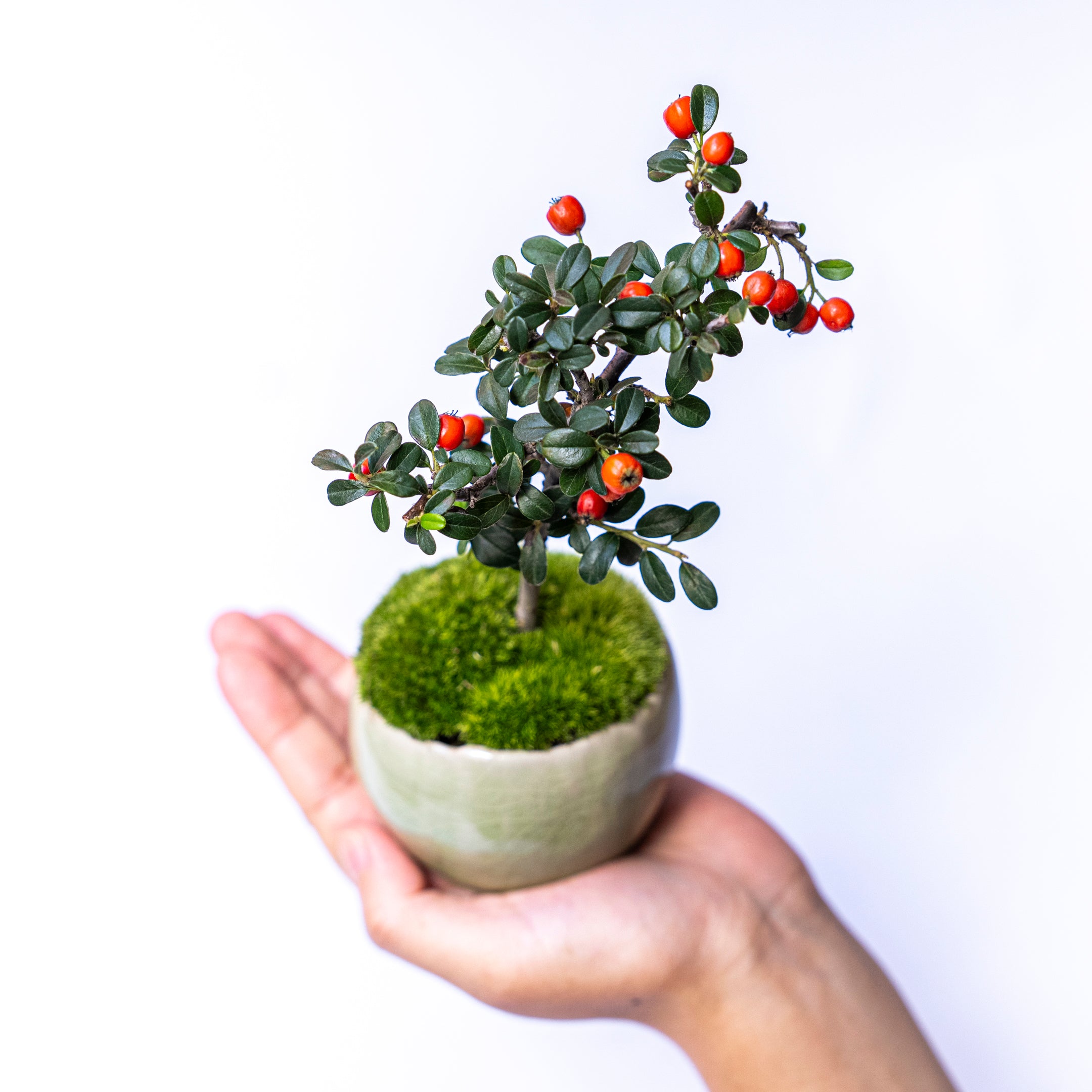 【受注販売】四季と盆栽〈冬〉 | カマツカコケモモ