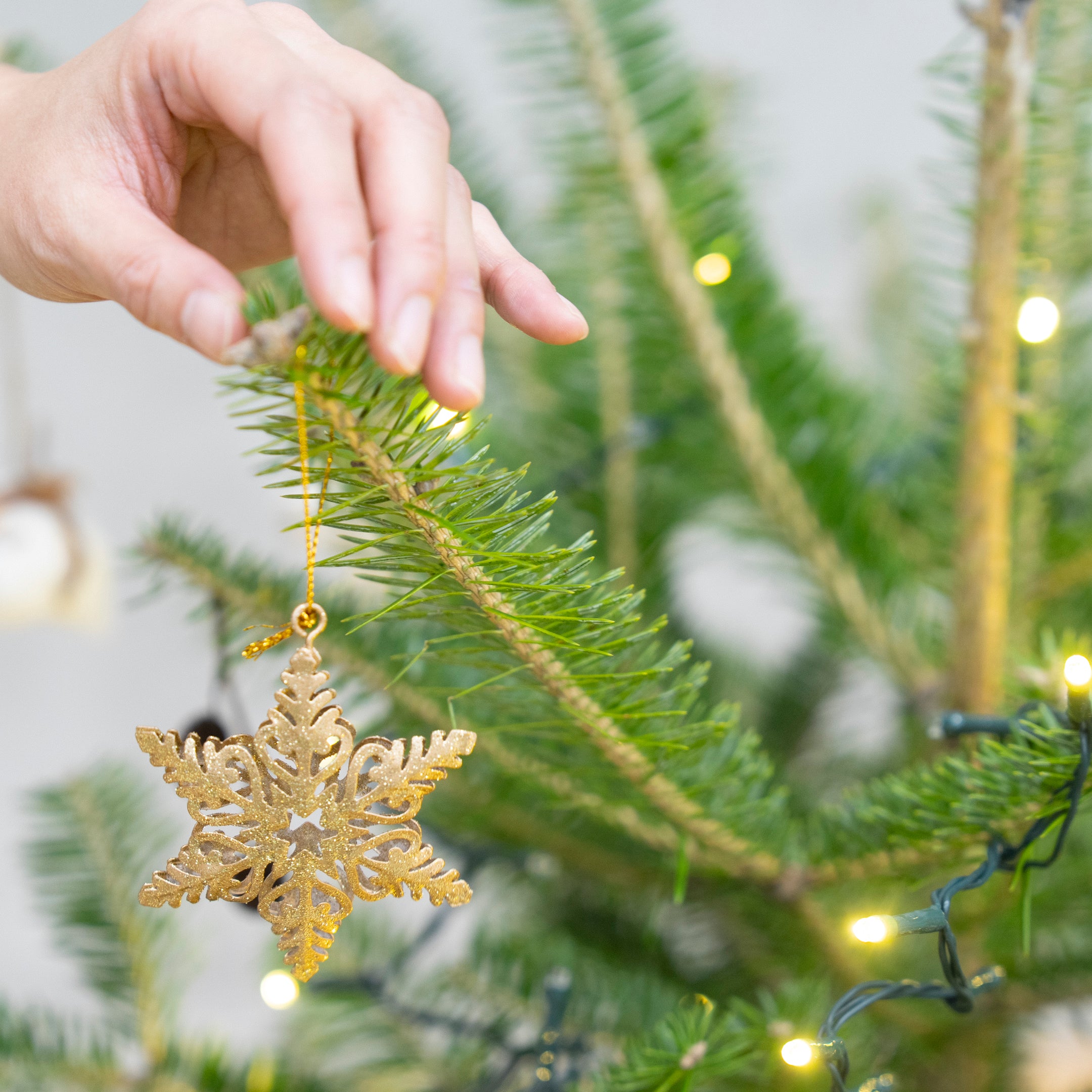 【数量限定】本物の国産もみの木+専用スタンドセット