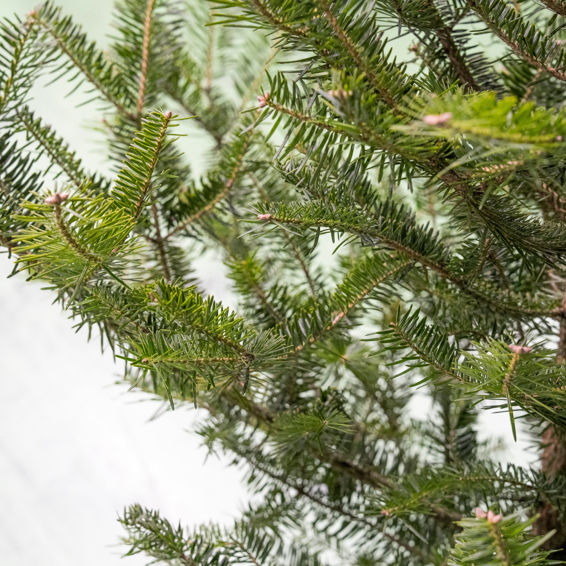 【数量限定】本物の国産もみの木+専用スタンドセット