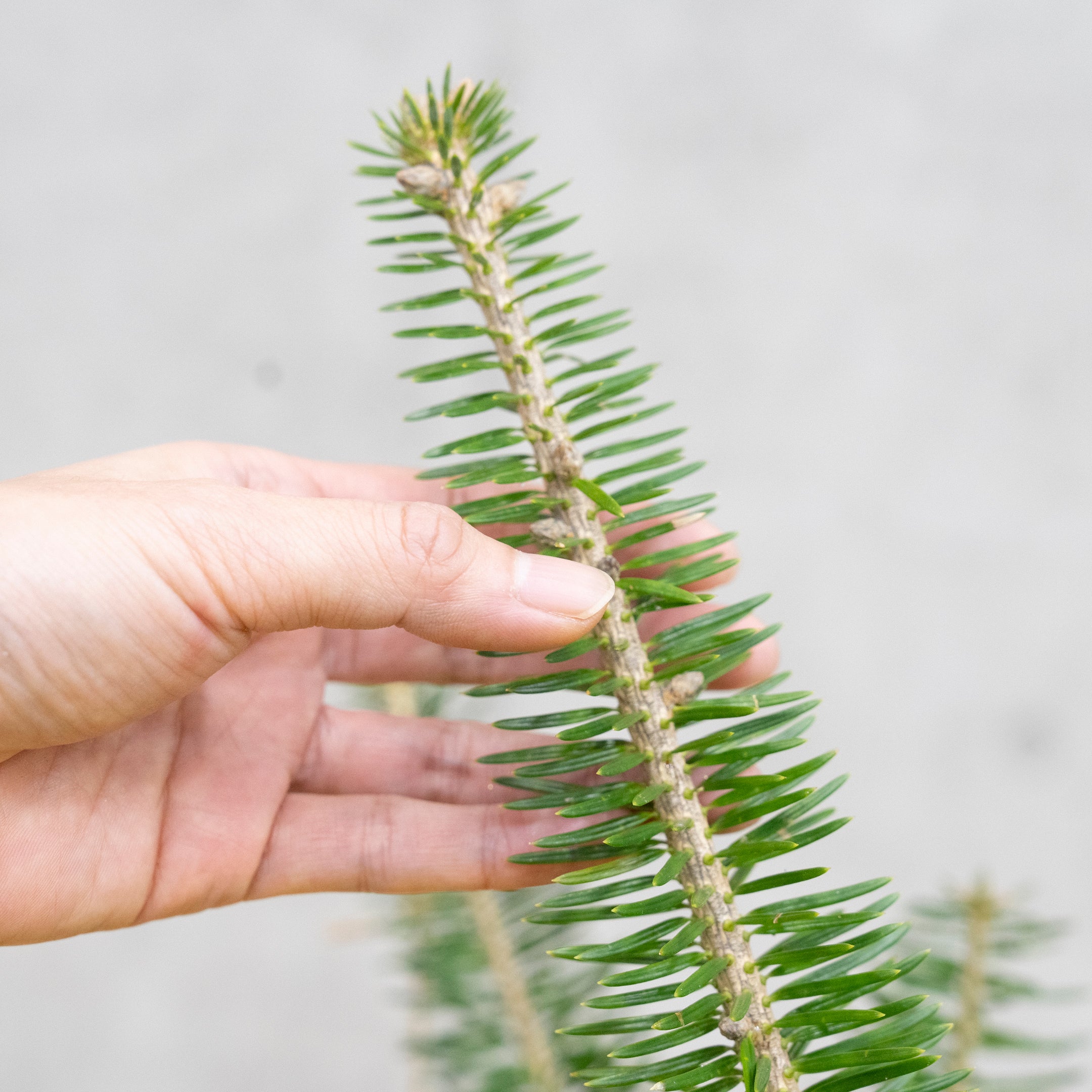 【数量限定】本物の国産もみの木+専用スタンドセット