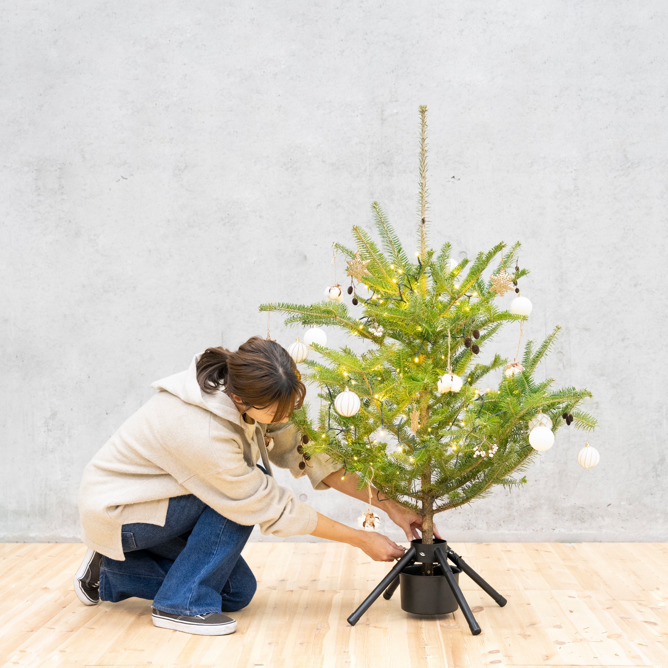 【数量限定】本物の国産もみの木+専用スタンドセット