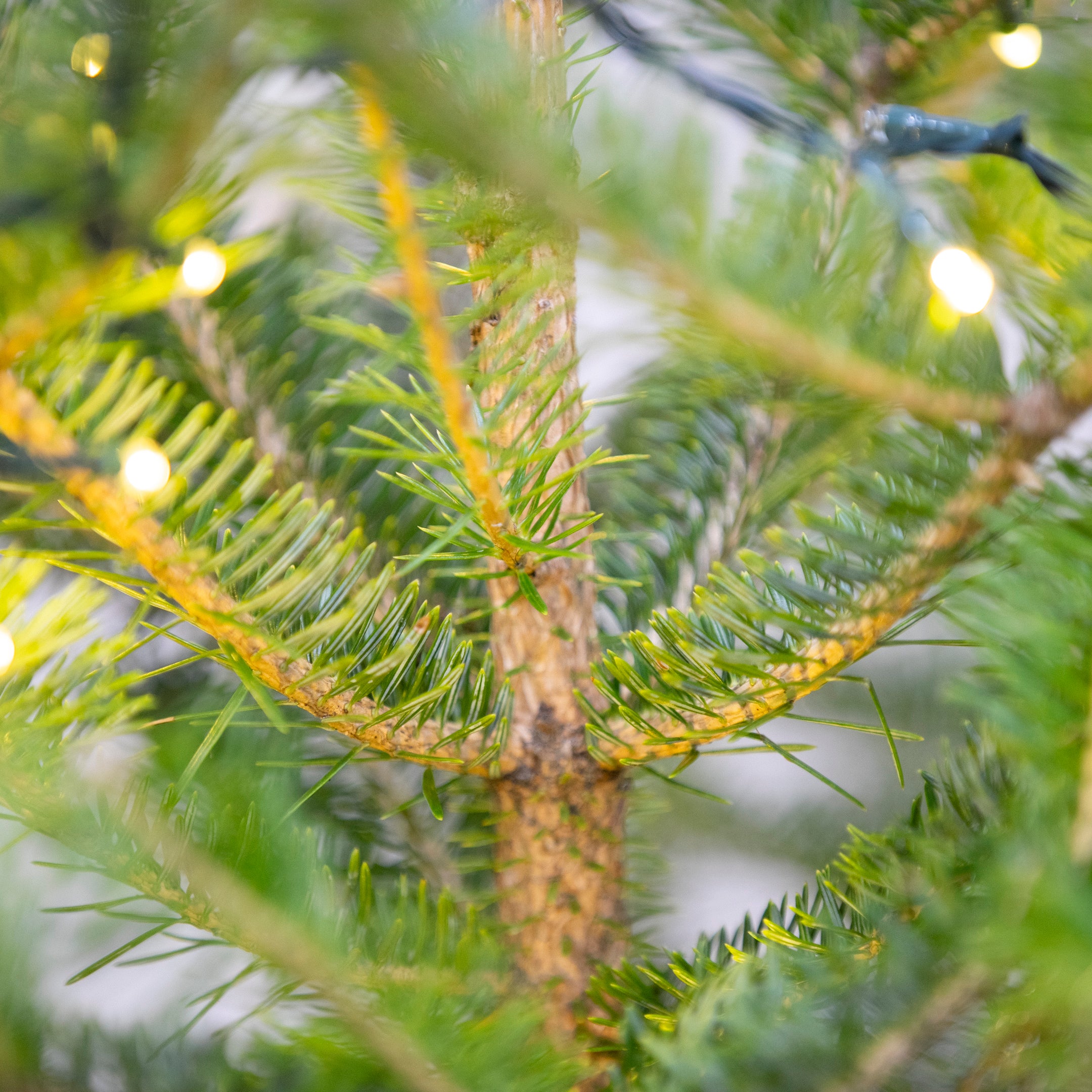 【数量限定】本物の国産もみの木+専用スタンドセット