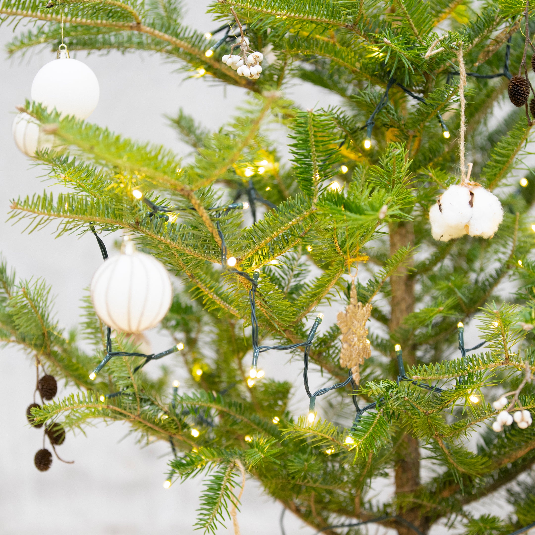 【数量限定】本物の国産もみの木+専用スタンドセット