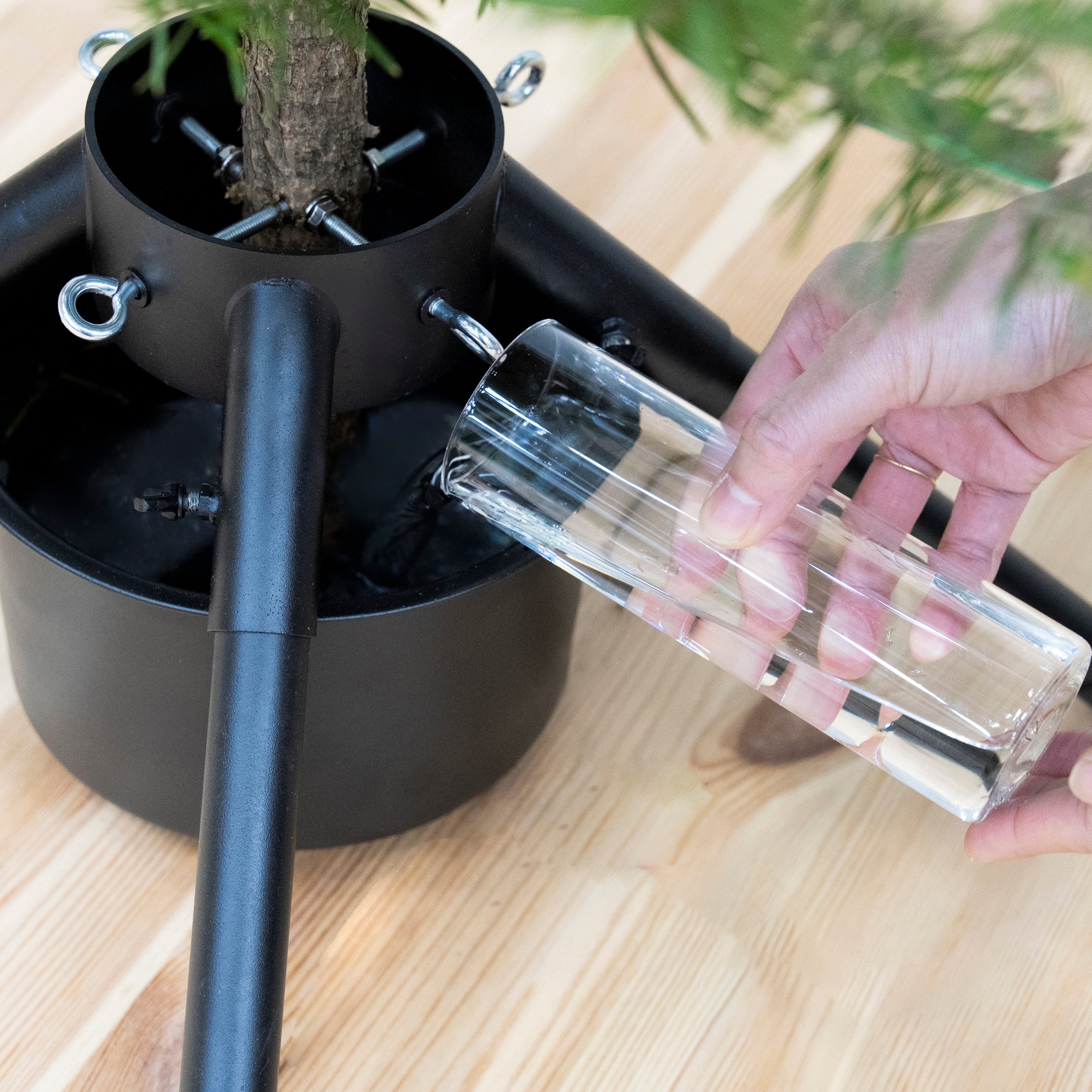 【数量限定】本物の国産もみの木+専用スタンドセット