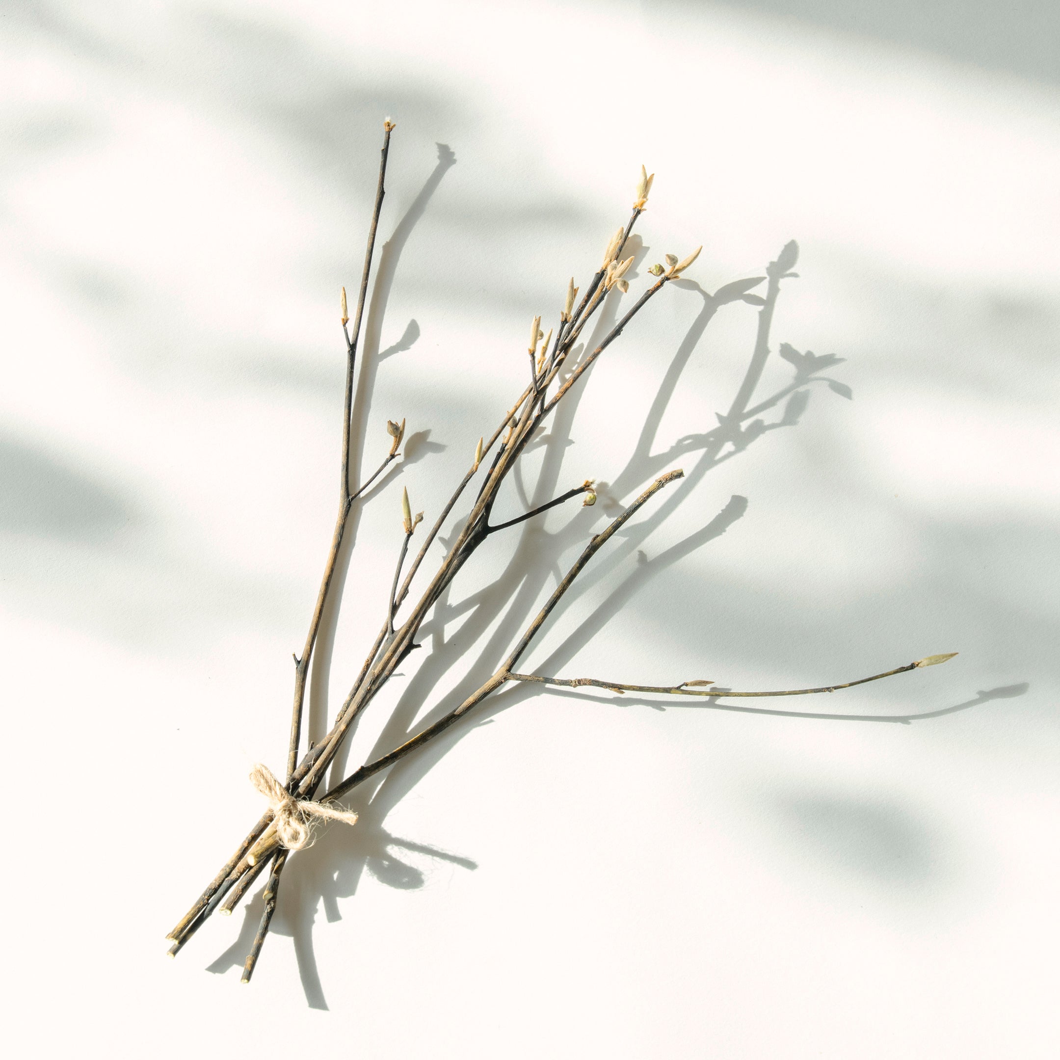 【Single Item】EDA fragrance | Room Fragrance for Appreciating Branches and Scents