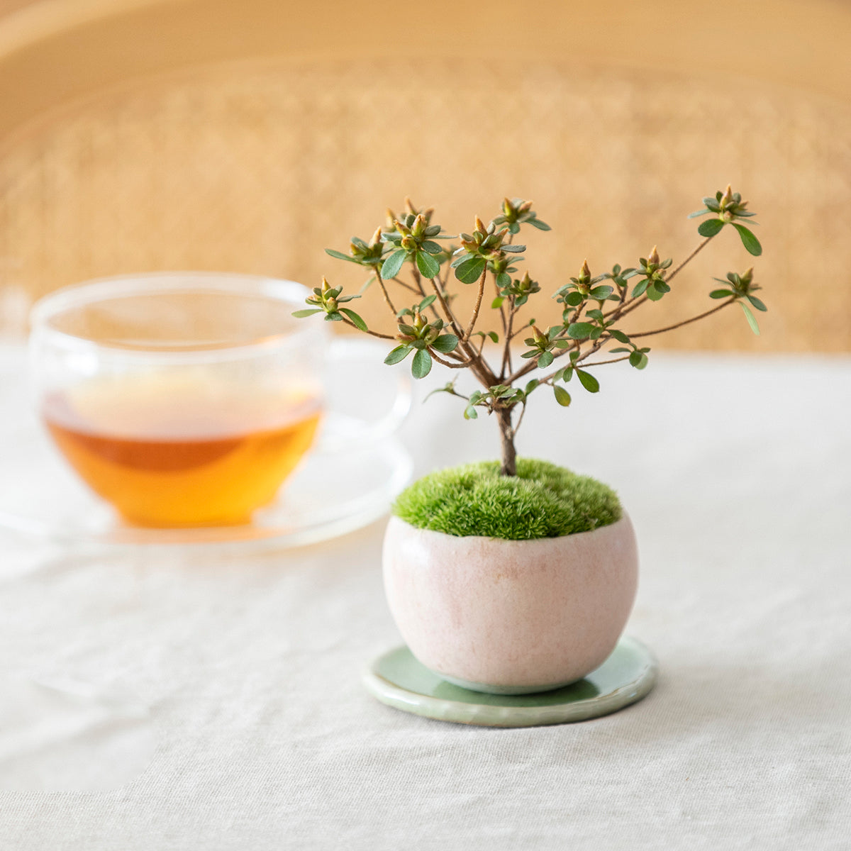 【受注販売】四季と盆栽〈春〉 | 深山霧島躑躅(ミヤマキリシマツツジ)