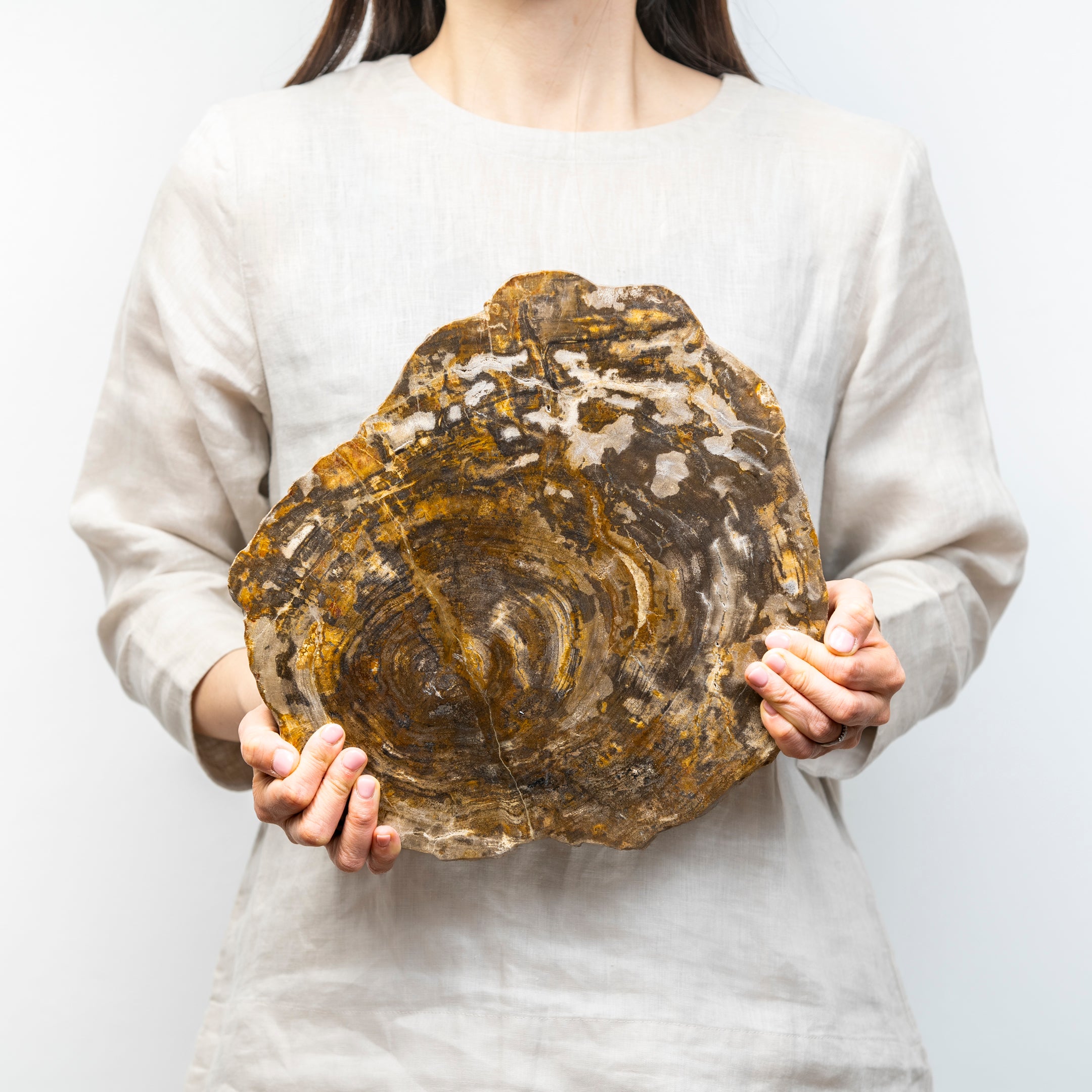 珪化木プレート Lサイズ| 永い時が育んだ、存在感のある一点もの