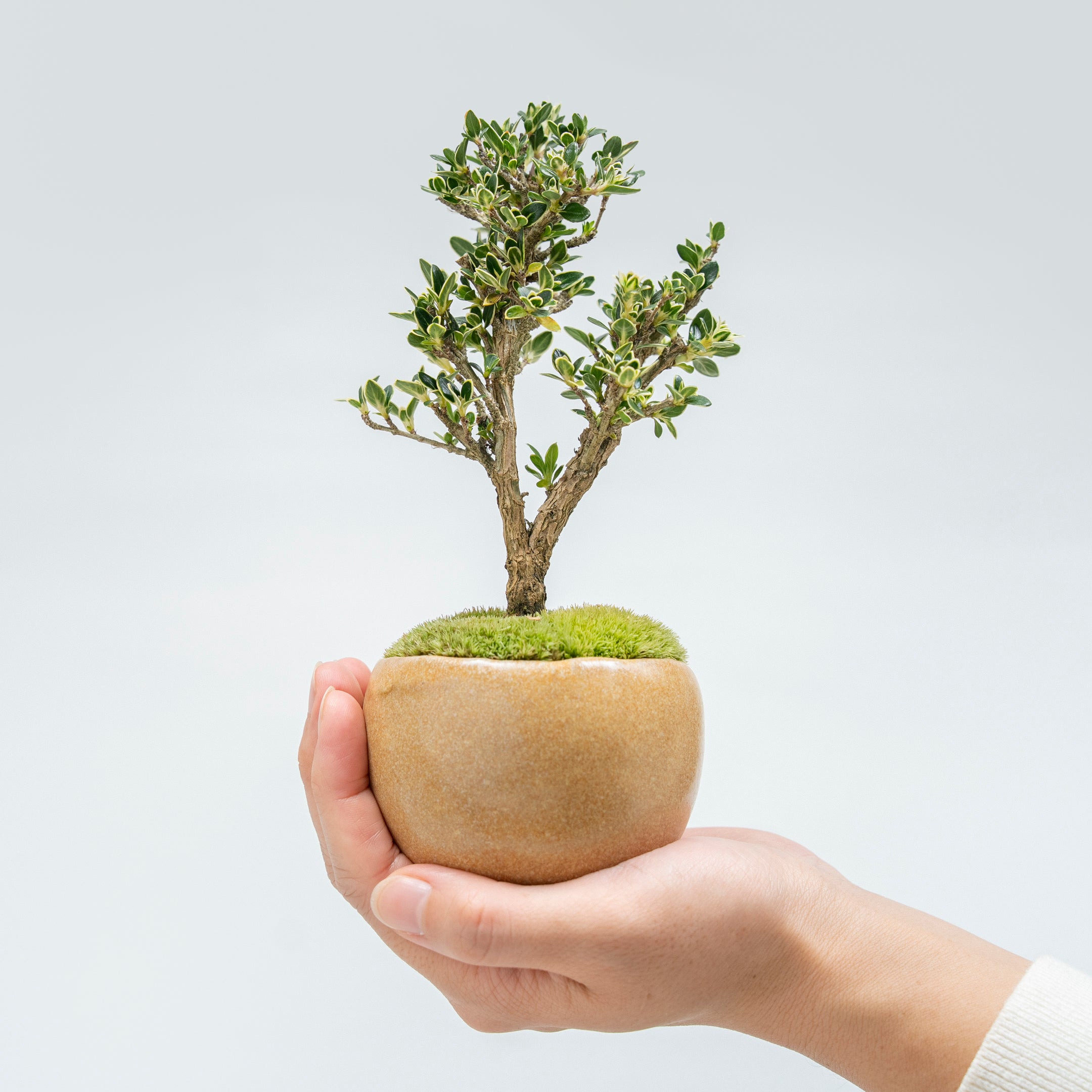 【受注販売】四季と盆栽〈春〉 | 白鳥花(ハクチョウゲ)