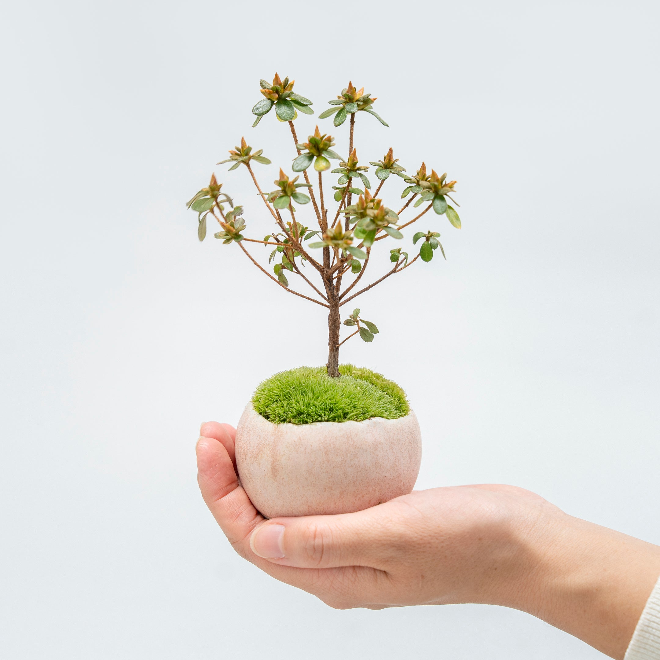 【受注販売】四季と盆栽〈春〉 | 深山霧島躑躅(ミヤマキリシマツツジ)