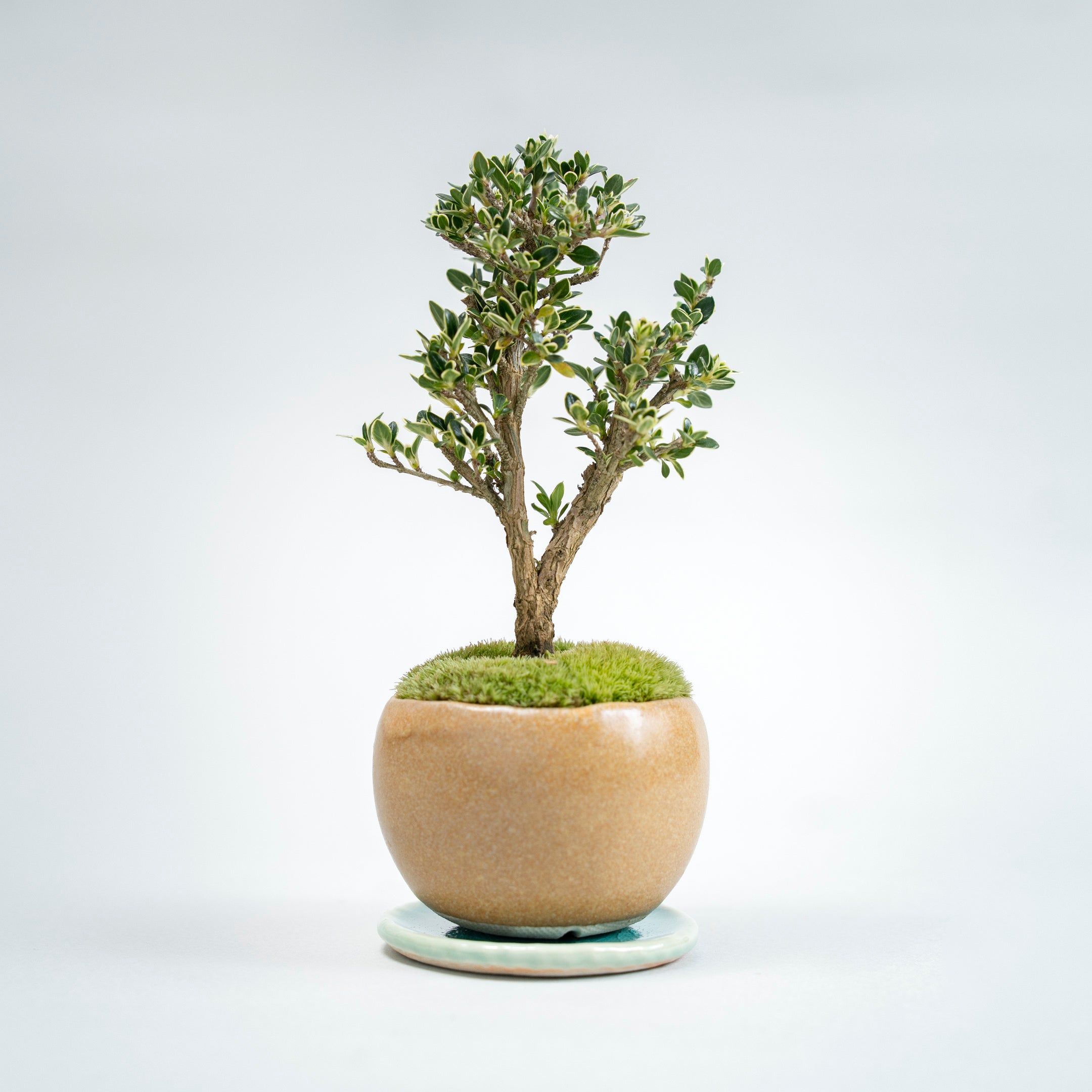 【受注販売】四季と盆栽〈春〉 | 白鳥花(ハクチョウゲ)