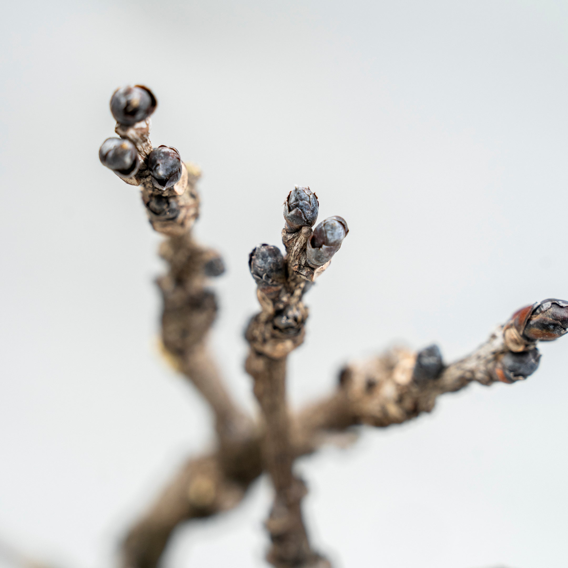 【受注販売】四季と盆栽〈春〉 | 藤