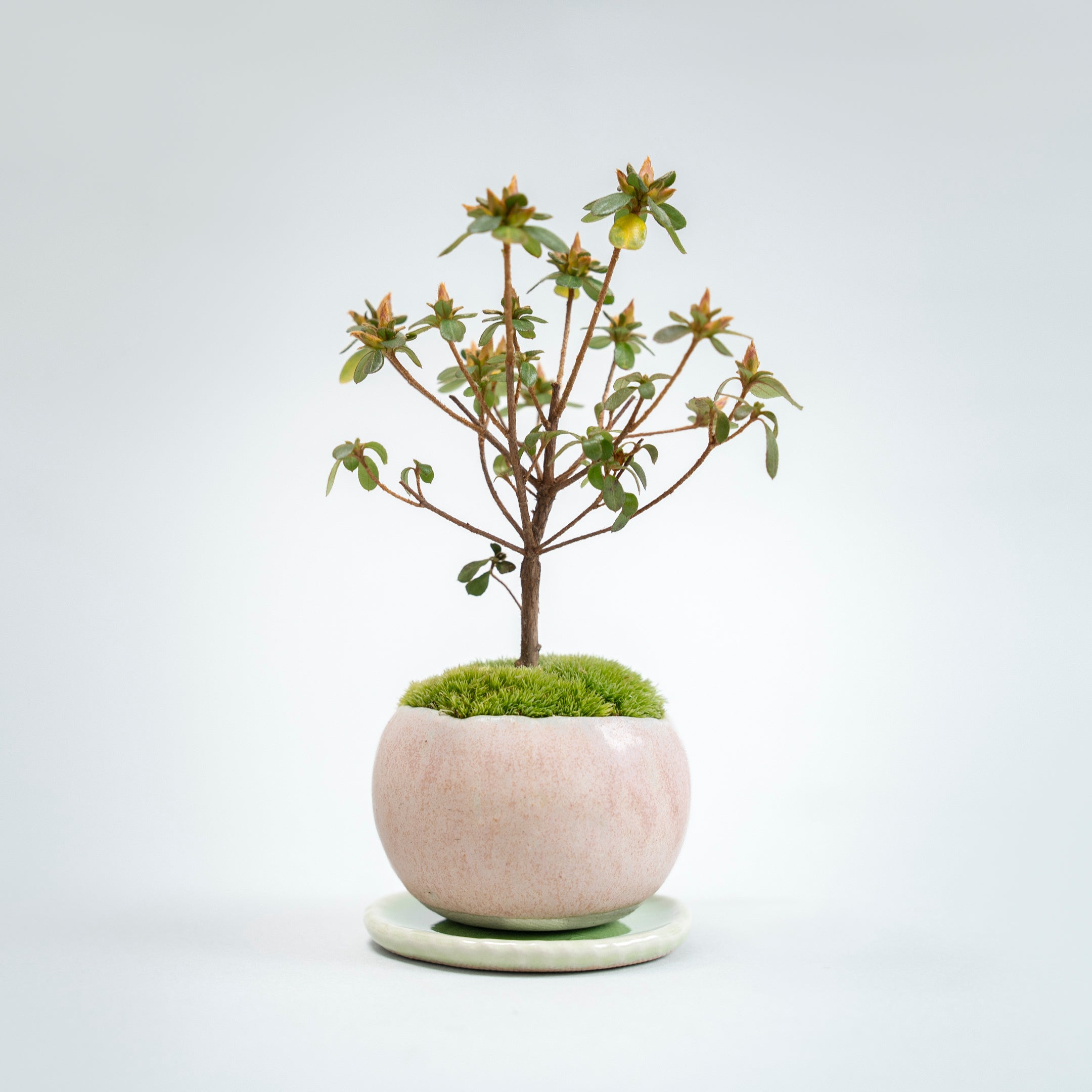 【受注販売】四季と盆栽〈春〉 | 深山霧島躑躅(ミヤマキリシマツツジ)