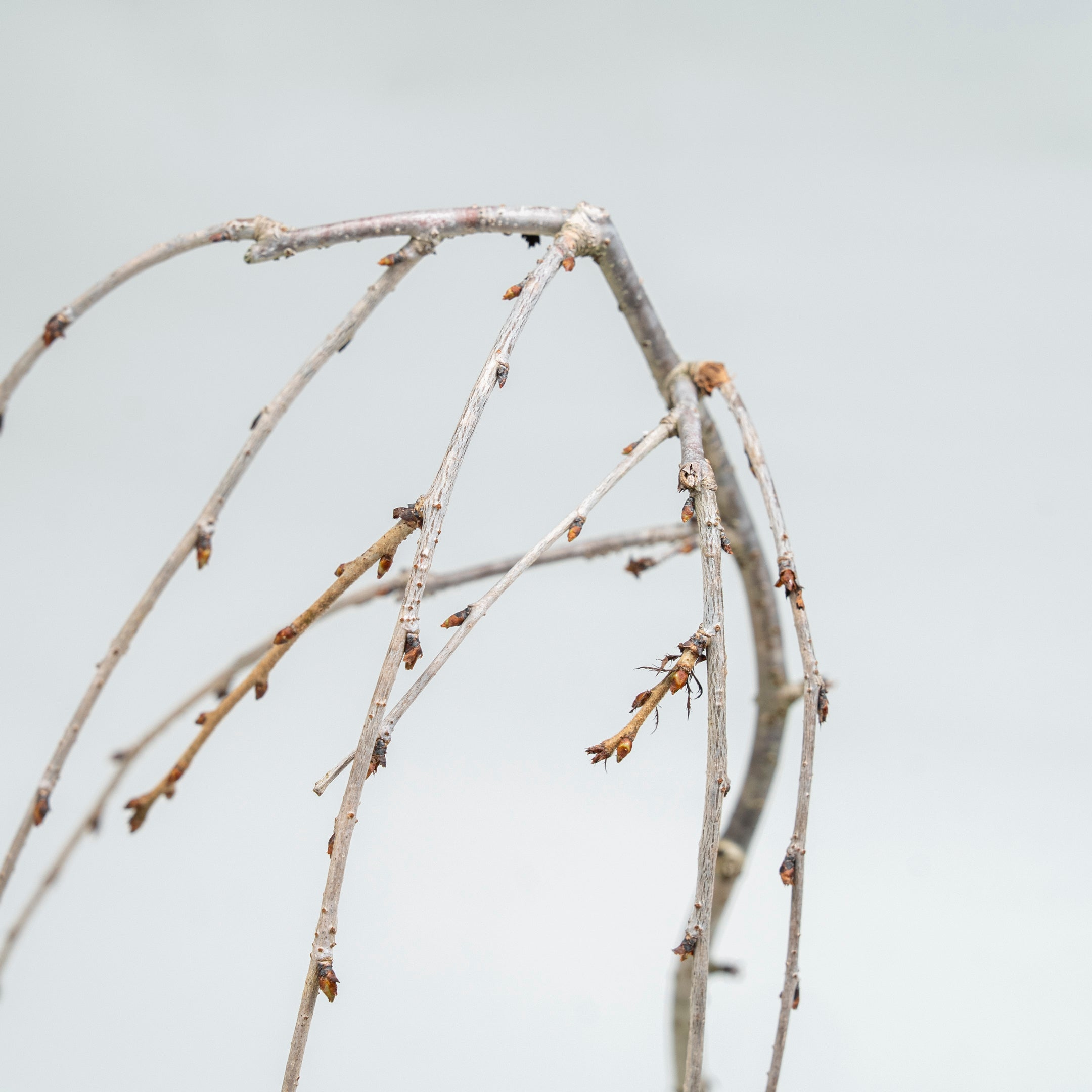 【受注販売】四季と盆栽〈春〉 | 枝垂れ桜