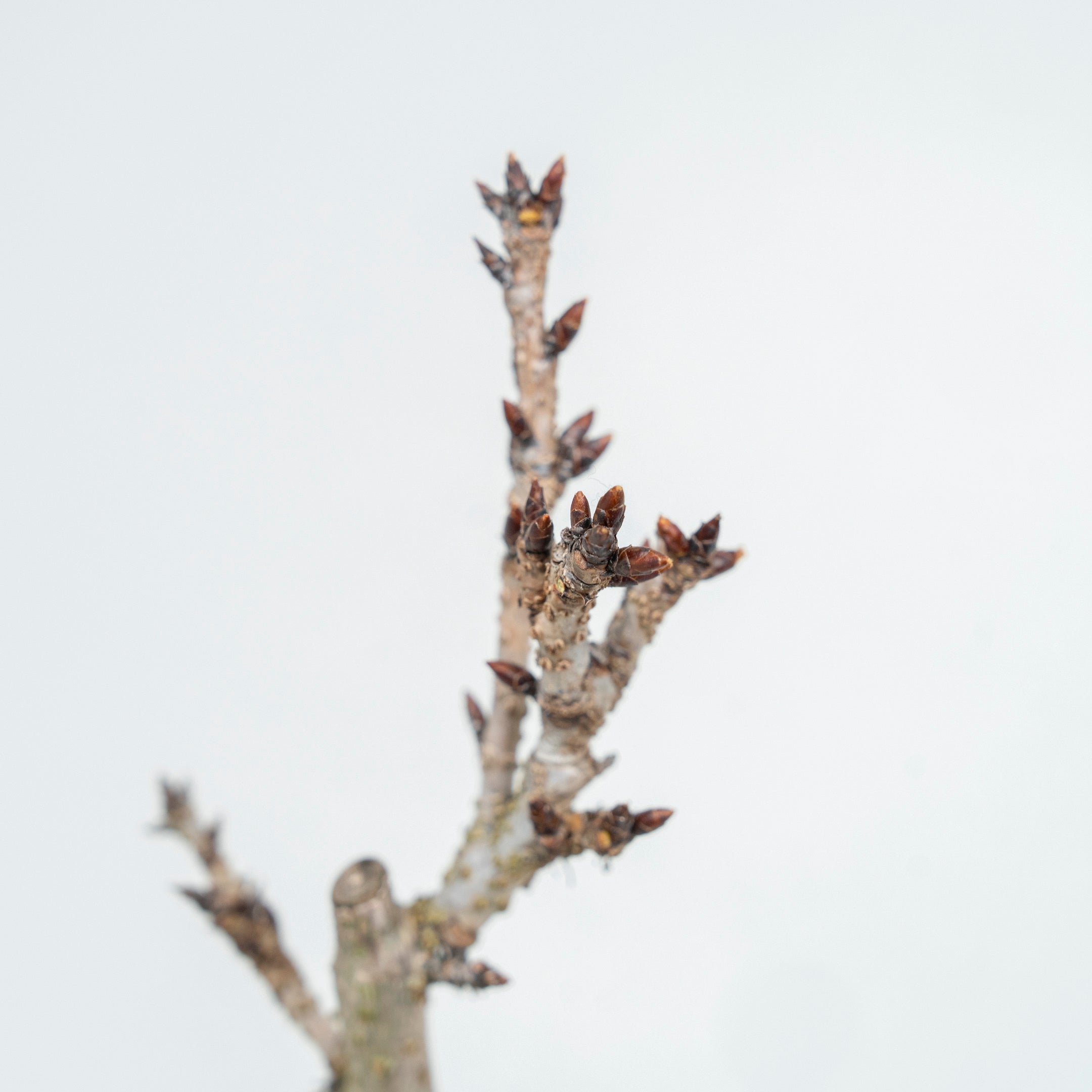 【受注販売】四季と盆栽〈春〉 | 旭山桜