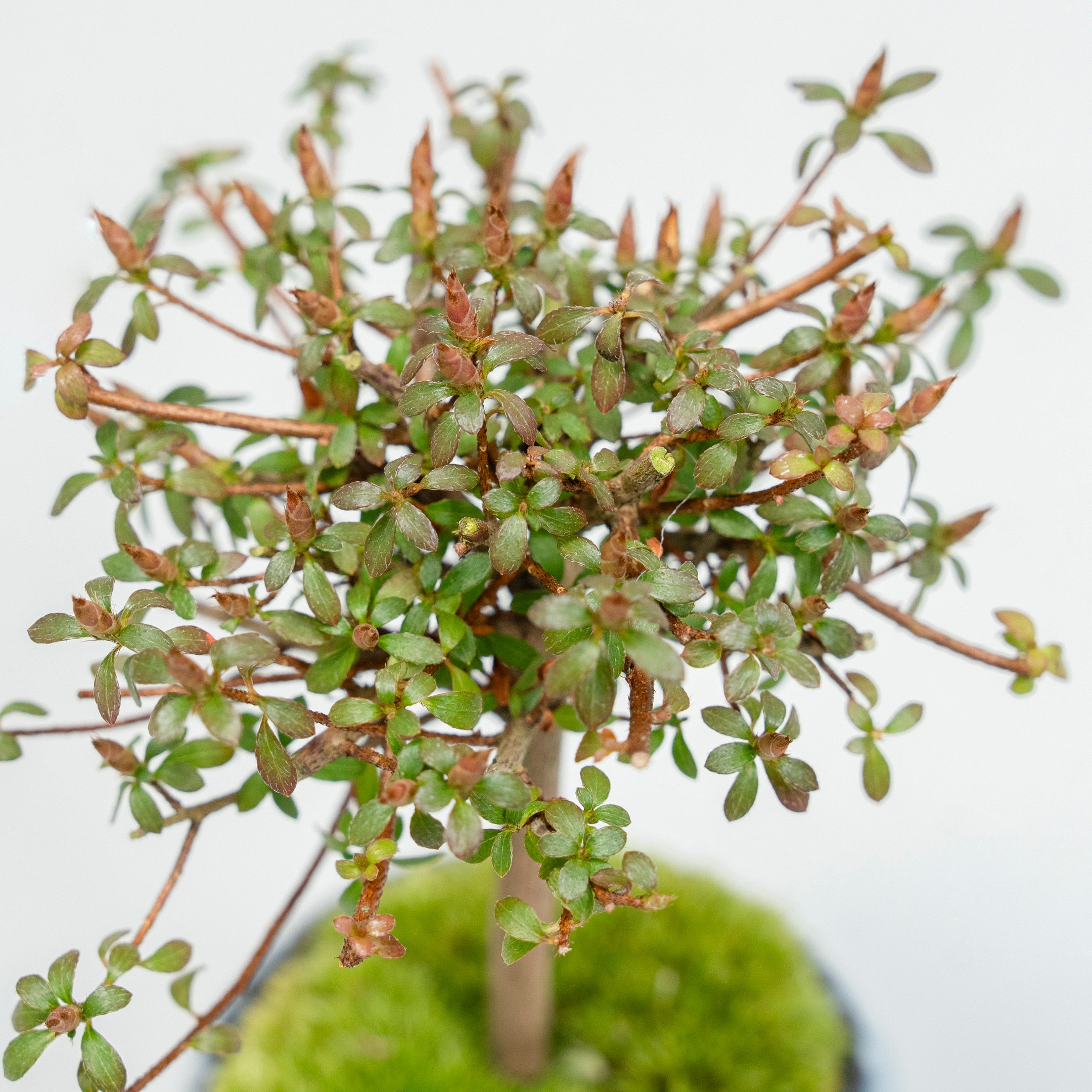 【受注販売】四季と盆栽〈春〉 | コメツツジ