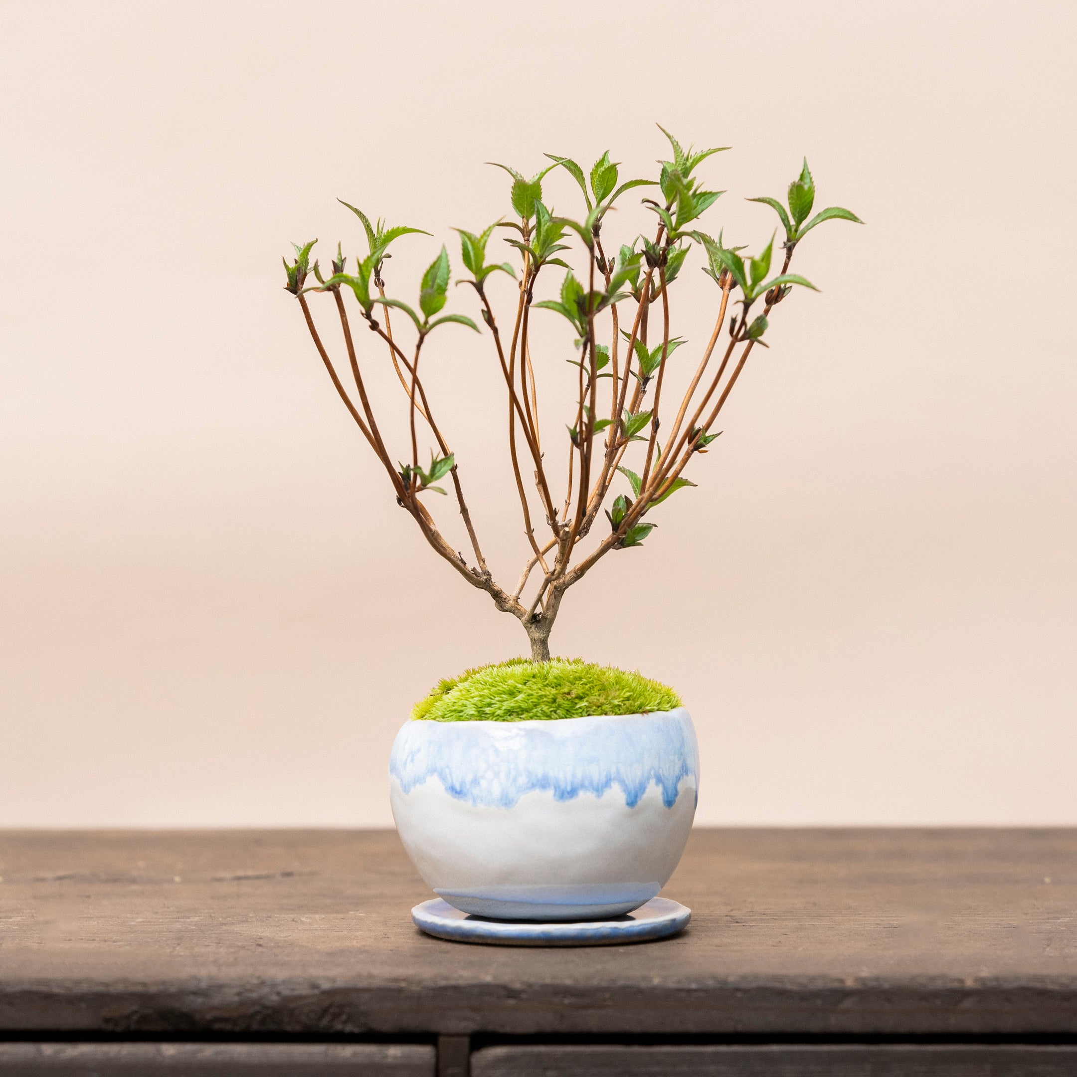 【受注販売】四季と盆栽〈晩春〉 | ヤマアジサイ 藍姫