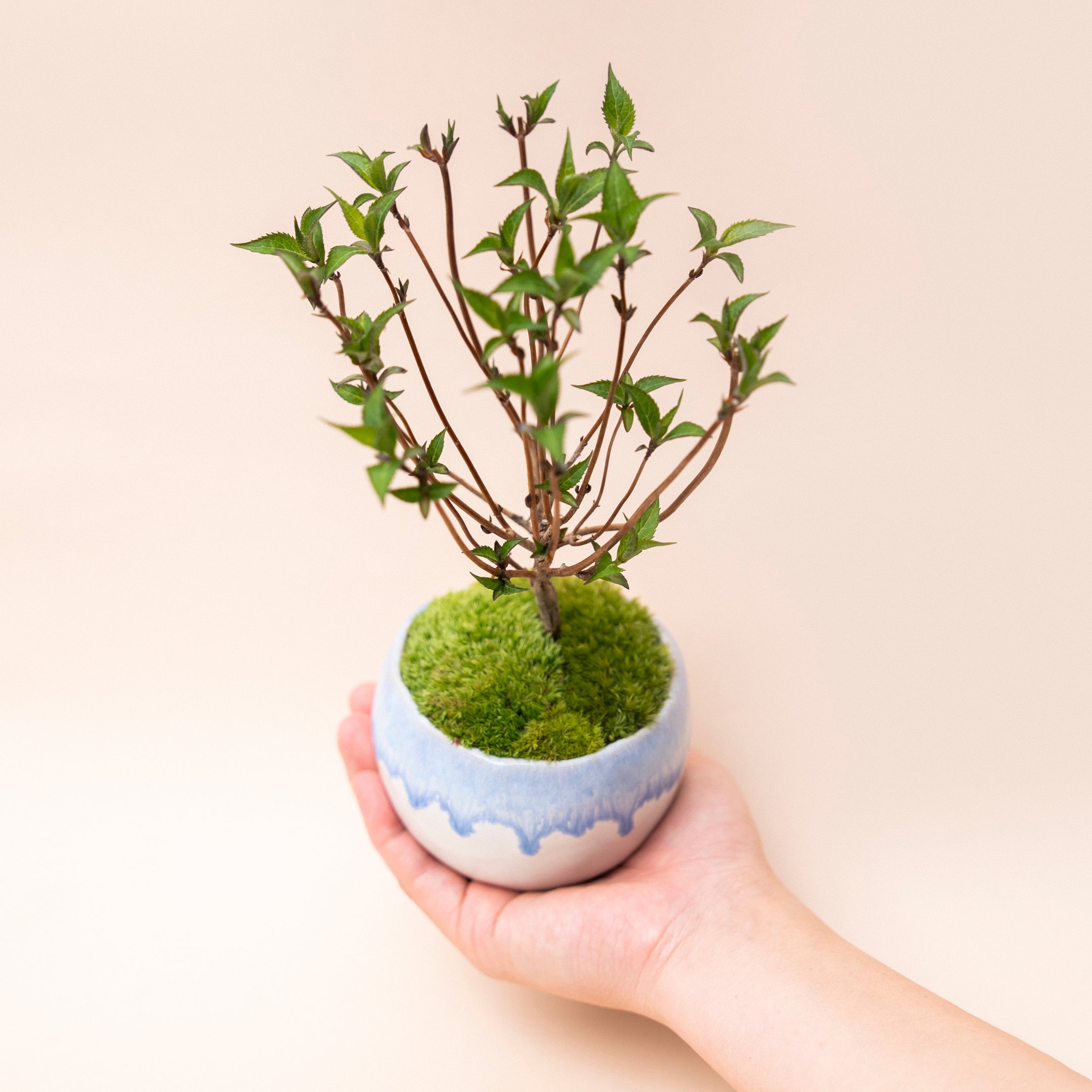 【受注販売】四季と盆栽〈晩春〉 | ヤマアジサイ 藍姫