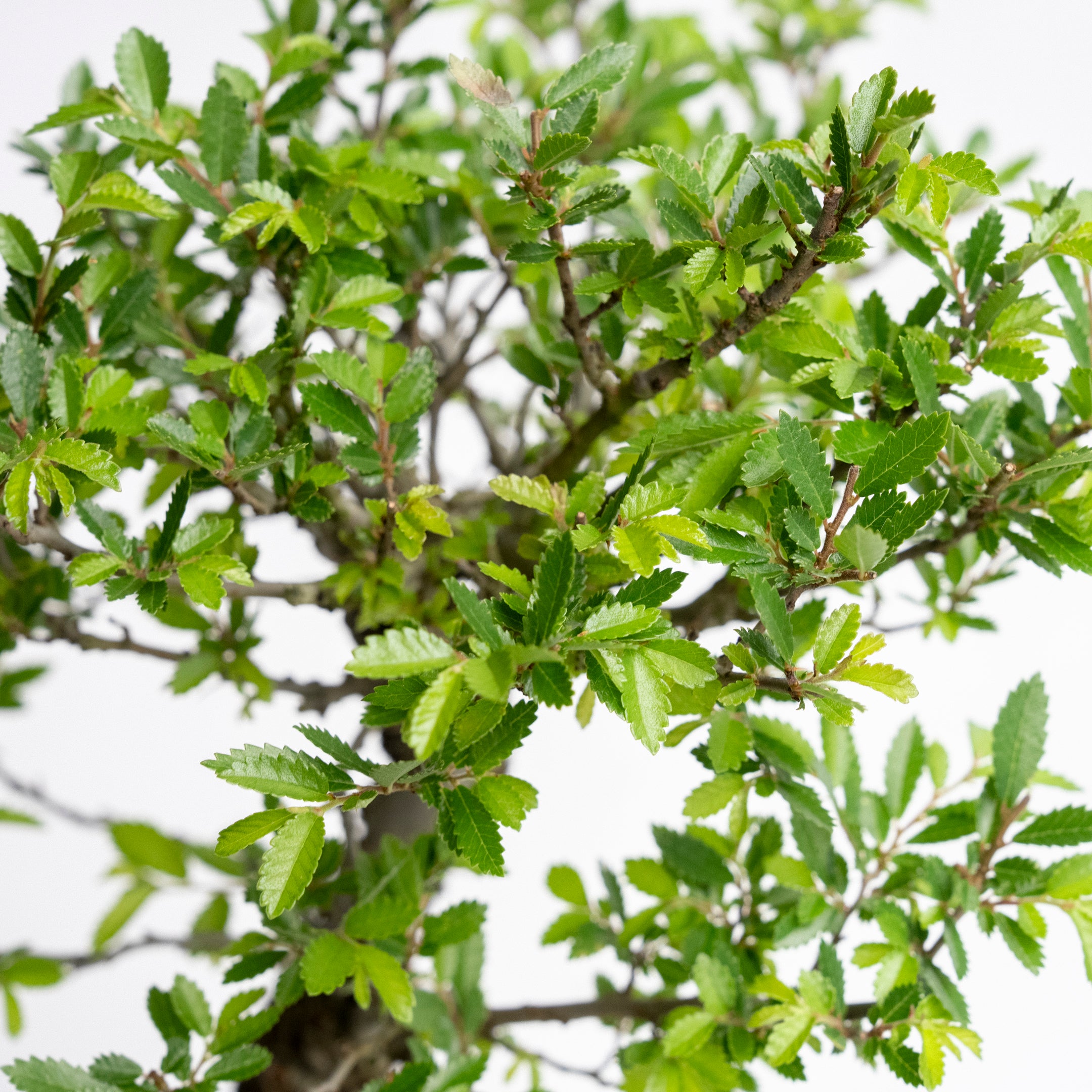 【Précommande】Les saisons et les bonsaïs <Été> | Orme de Chine