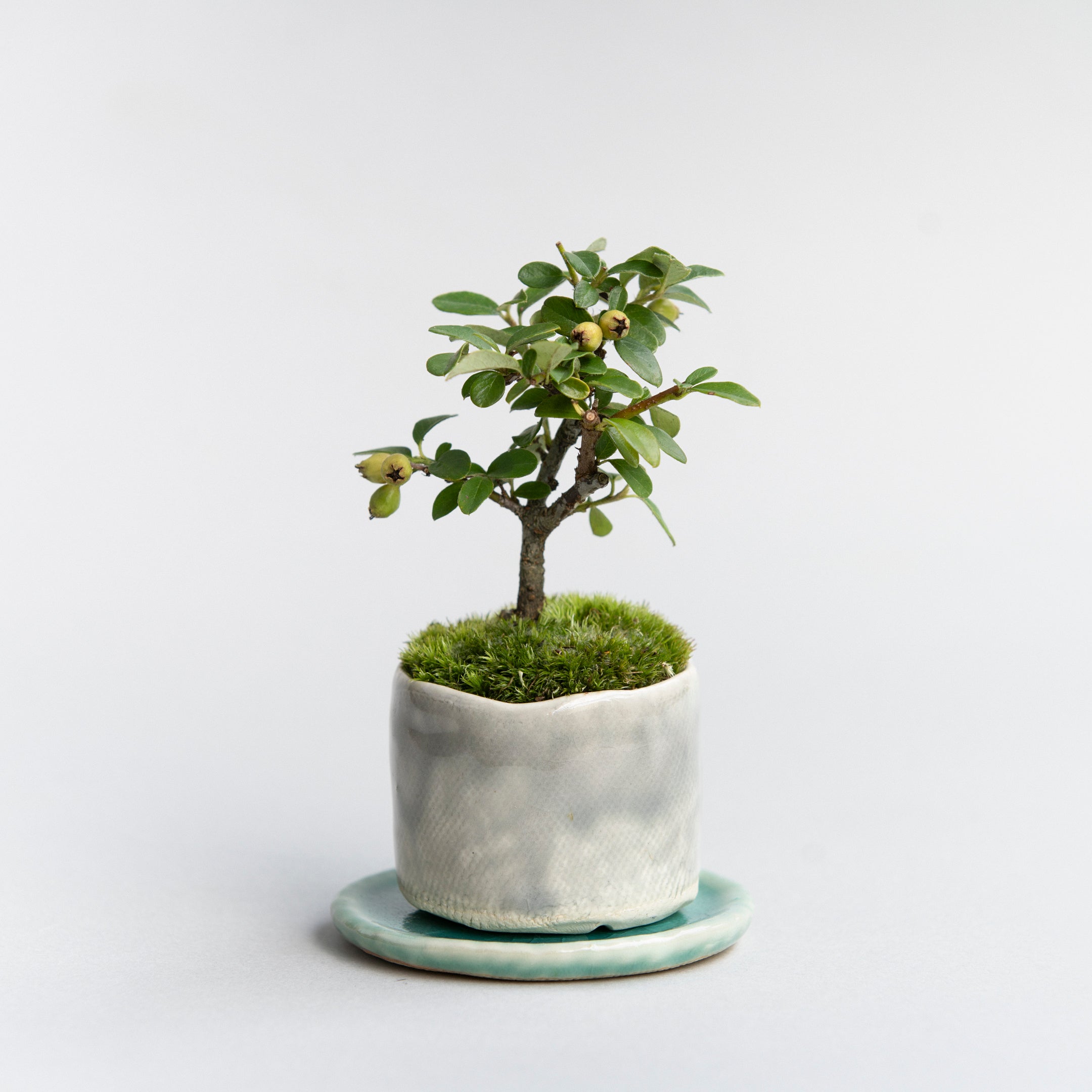 【受注販売】四季と盆栽 | カマツカコケモモ