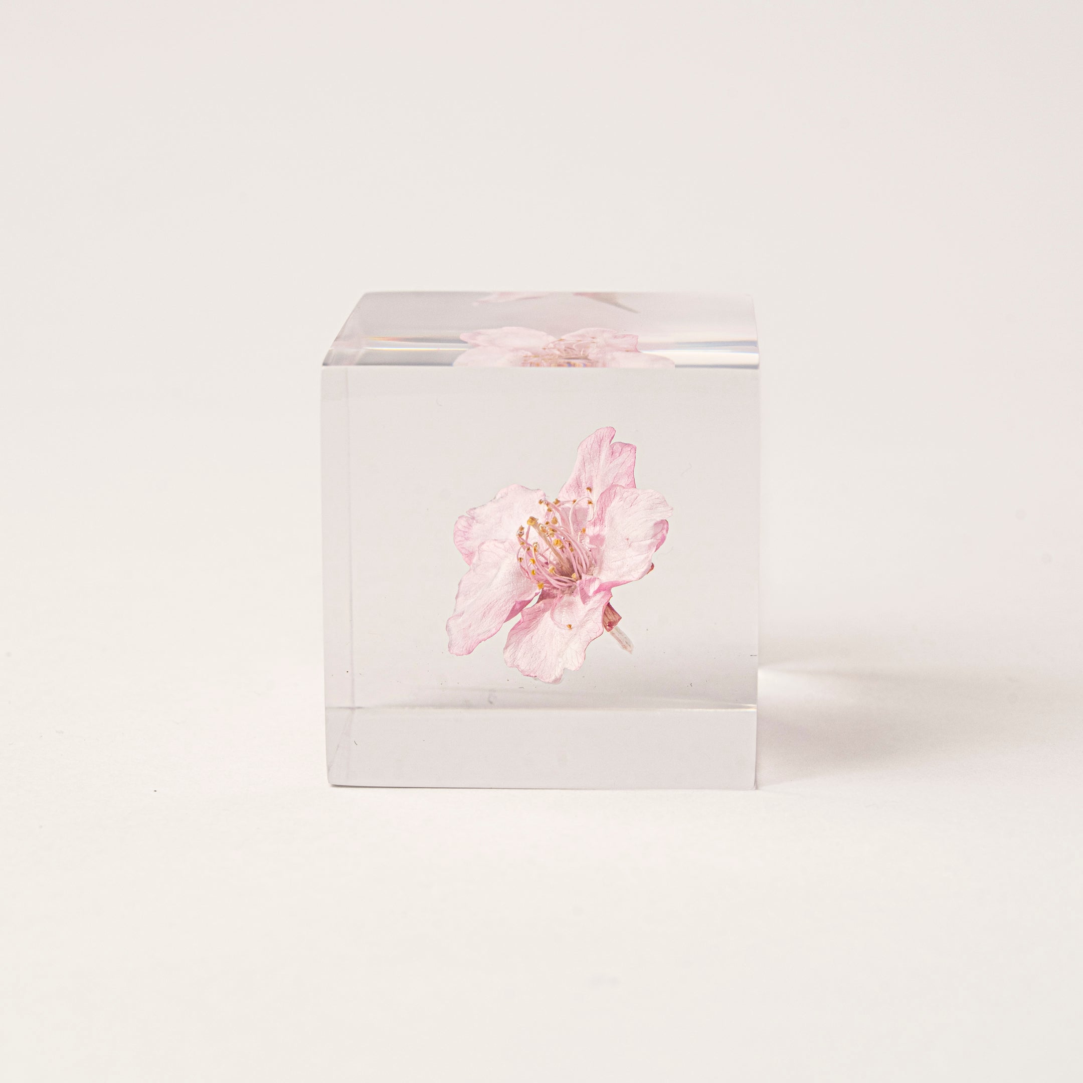 Sola cube / 春 | 静かに時を止めた植物のかたち