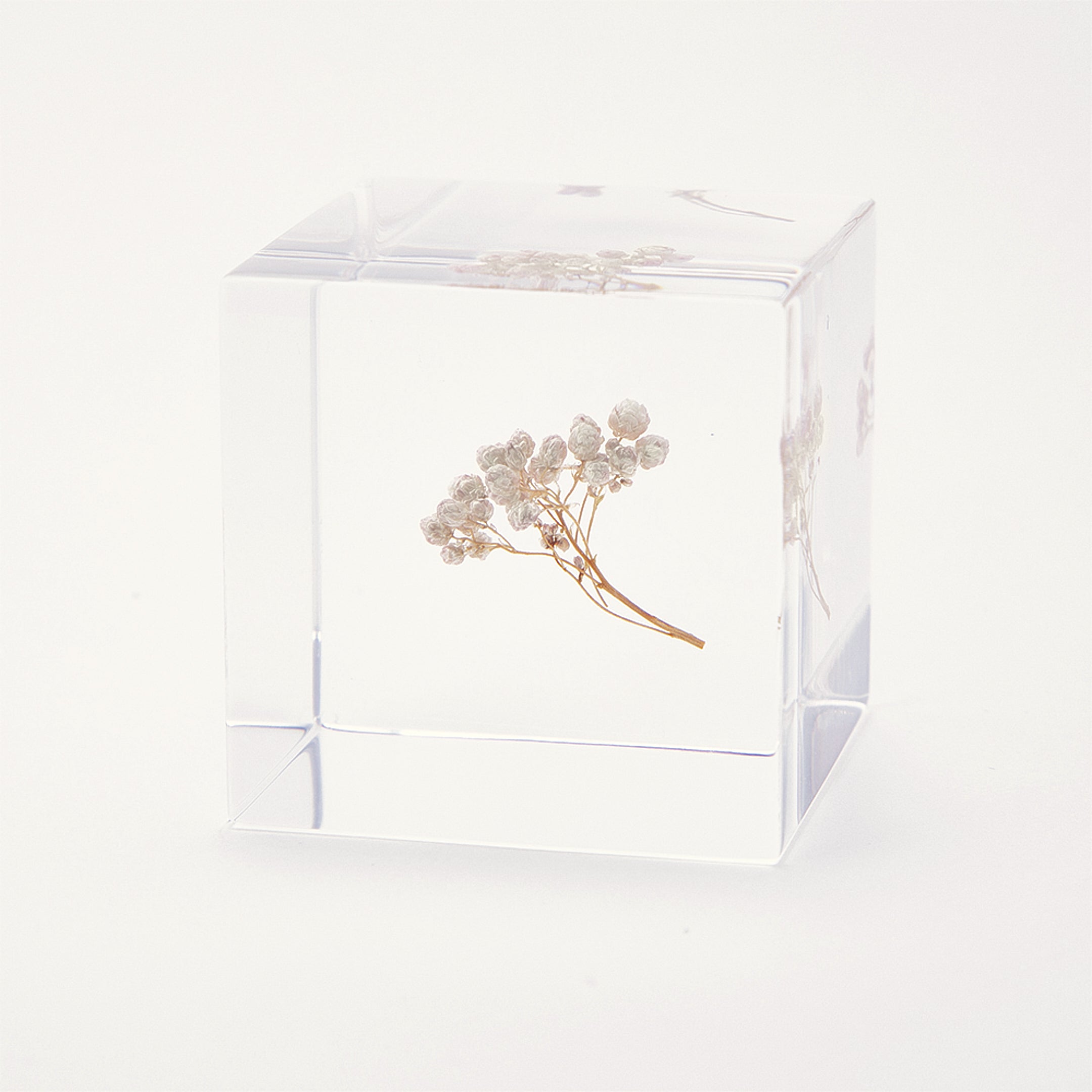 Sola cube / 春 | 静かに時を止めた植物のかたち