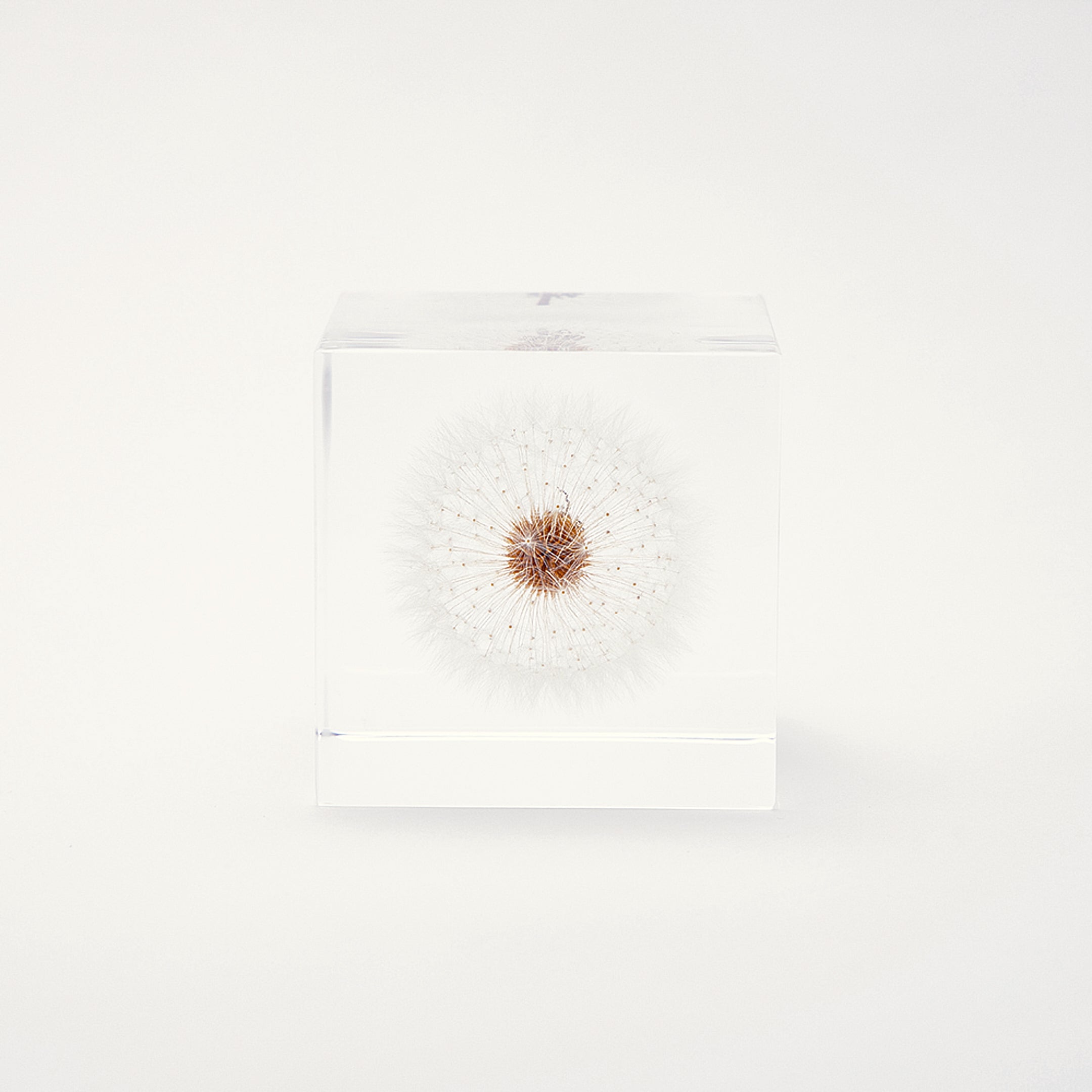 Sola cube / 春 | 静かに時を止めた植物のかたち