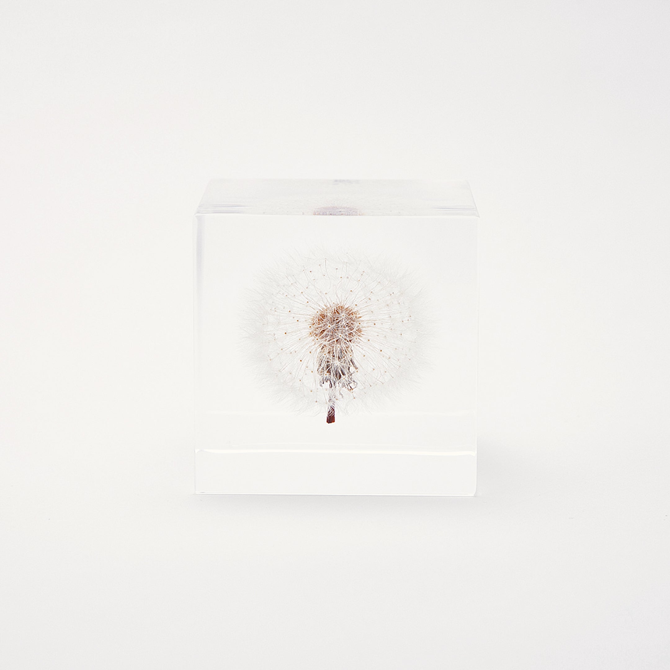 Sola cube / 春 | 静かに時を止めた植物のかたち