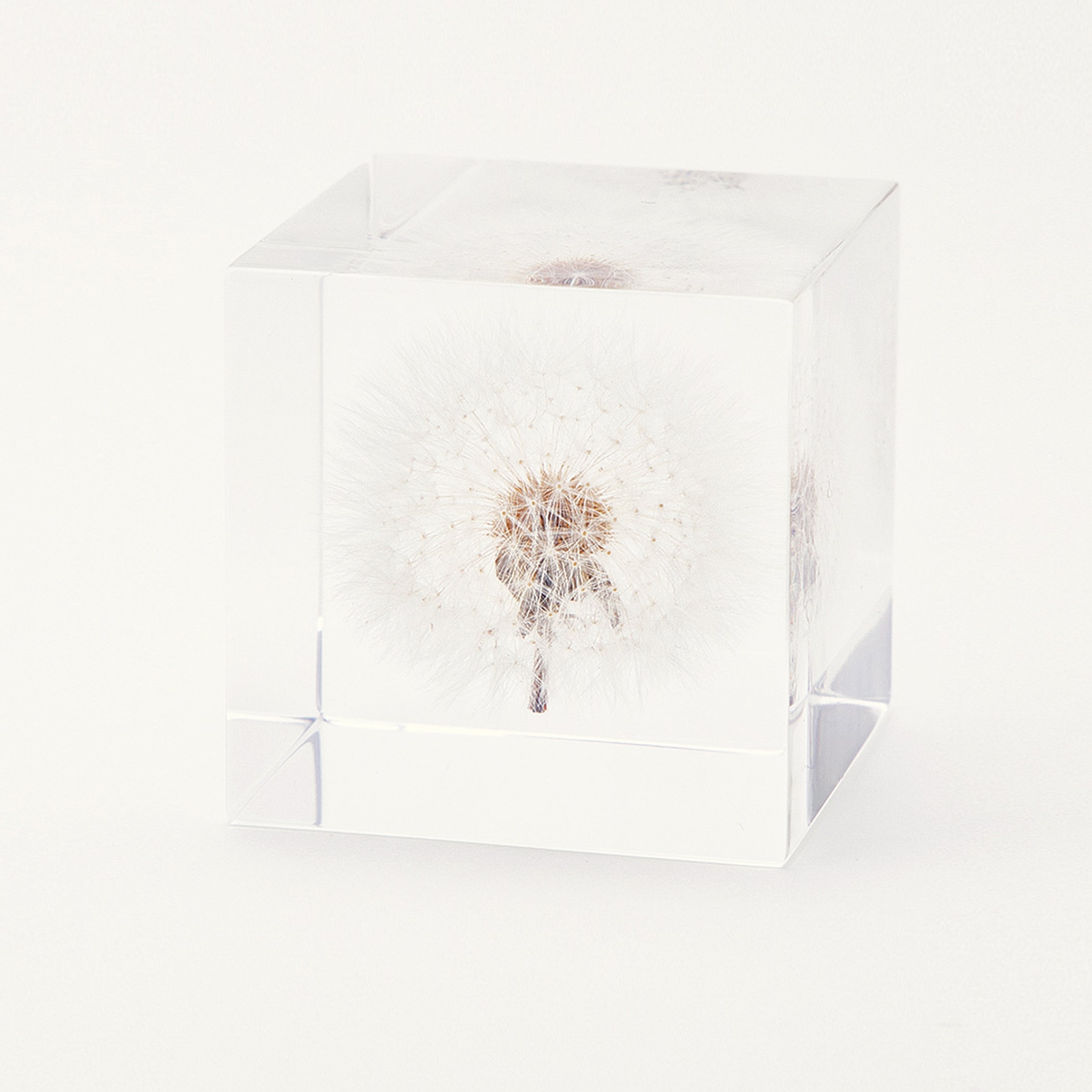 Sola cube / 春 | 静かに時を止めた植物のかたち