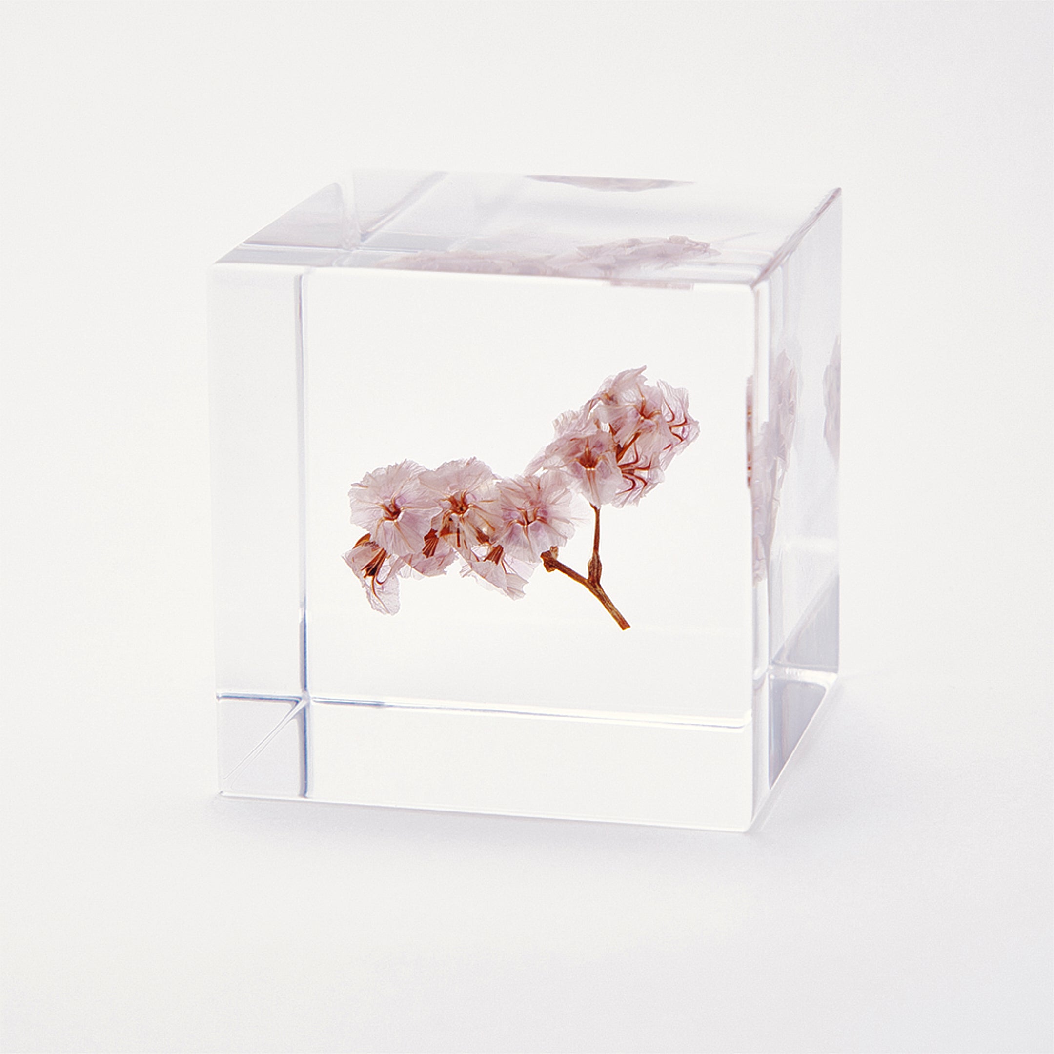 Sola cube / 夏 | 静かに時を止めた植物のかたち