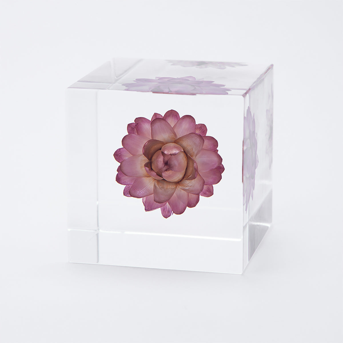 Sola cube / 夏 | 静かに時を止めた植物のかたち